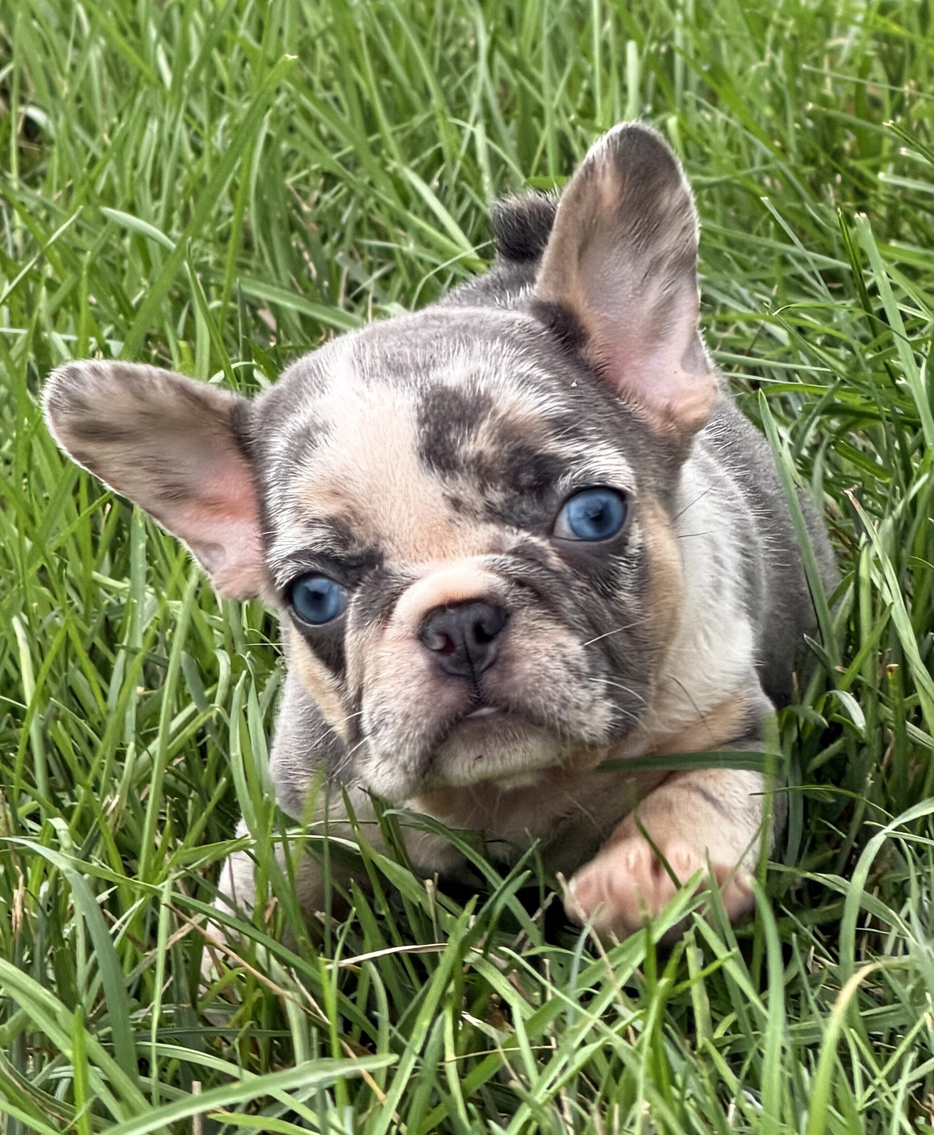 Maggie Female French Bulldog image 5