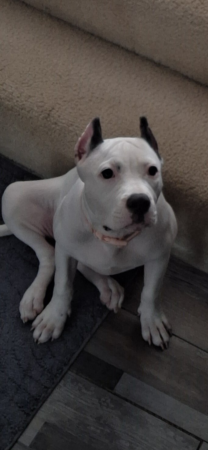 American bullie image 1