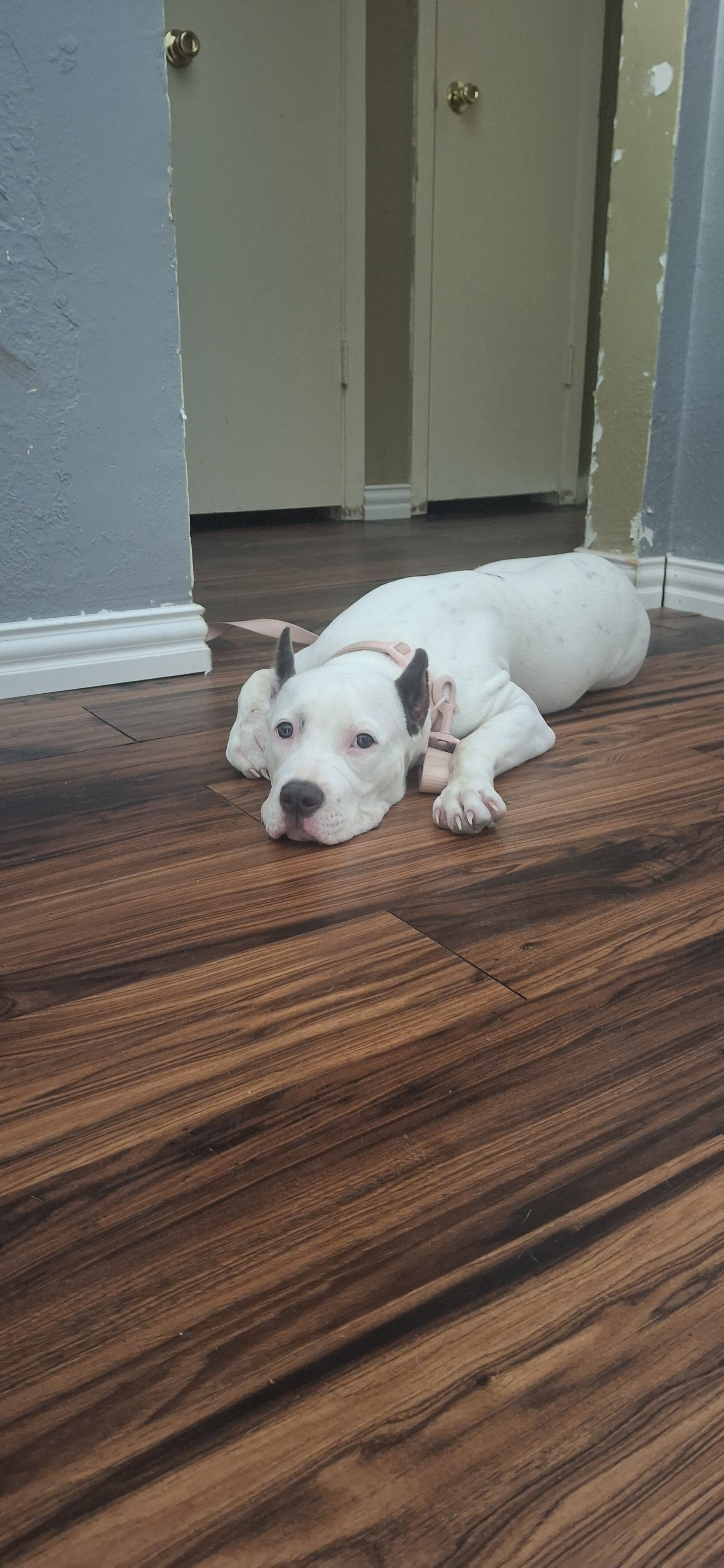 American bullie image 3