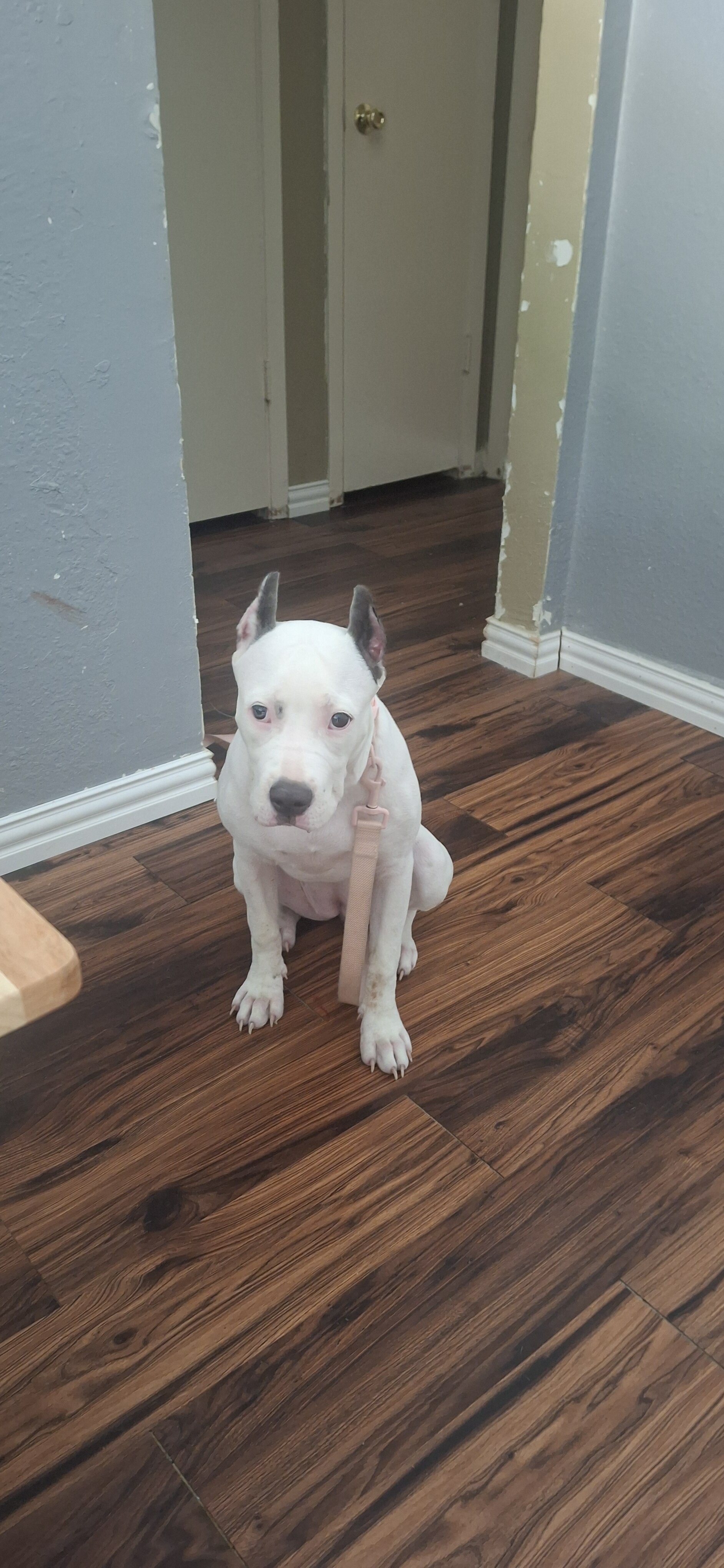 American bullie image 2