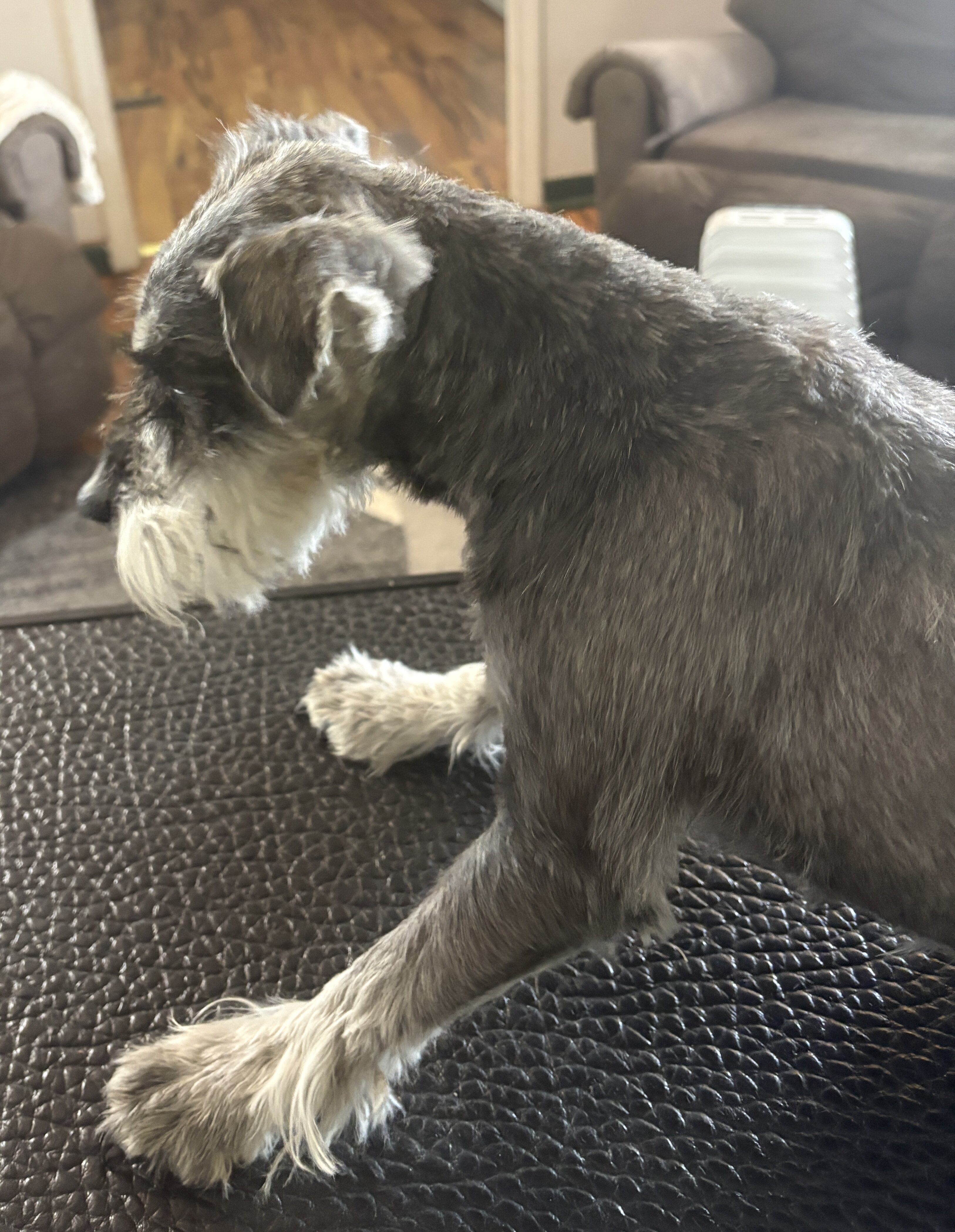 3yr old male miniature schnauzer!!! image 1