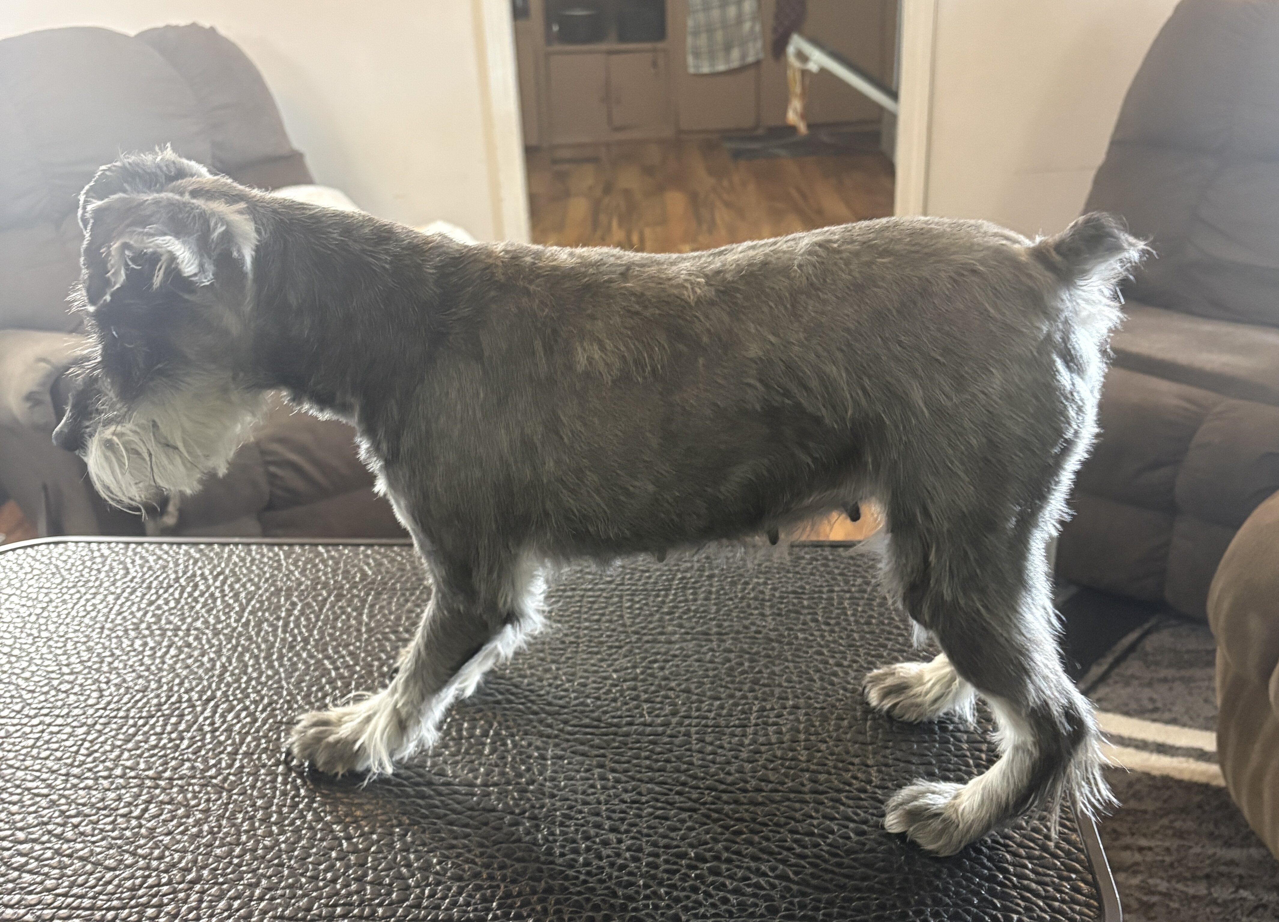 3yr old male miniature schnauzer!!! image 2