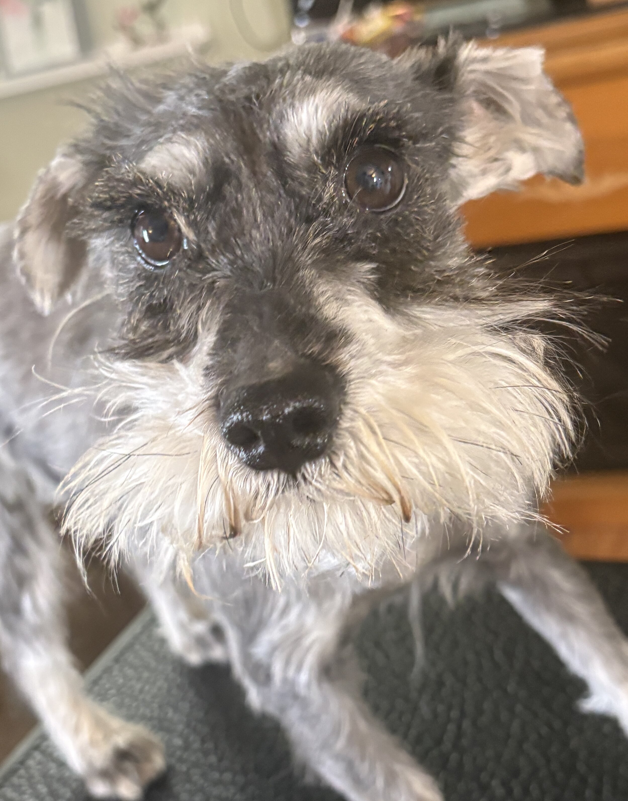 3yr old male miniature schnauzer!!! image 3