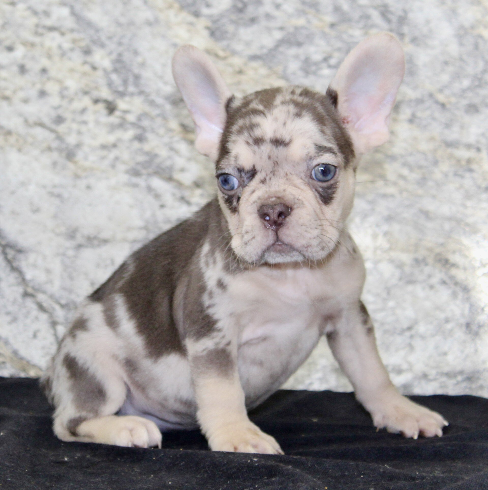 Titan Male French Bulldog image 4