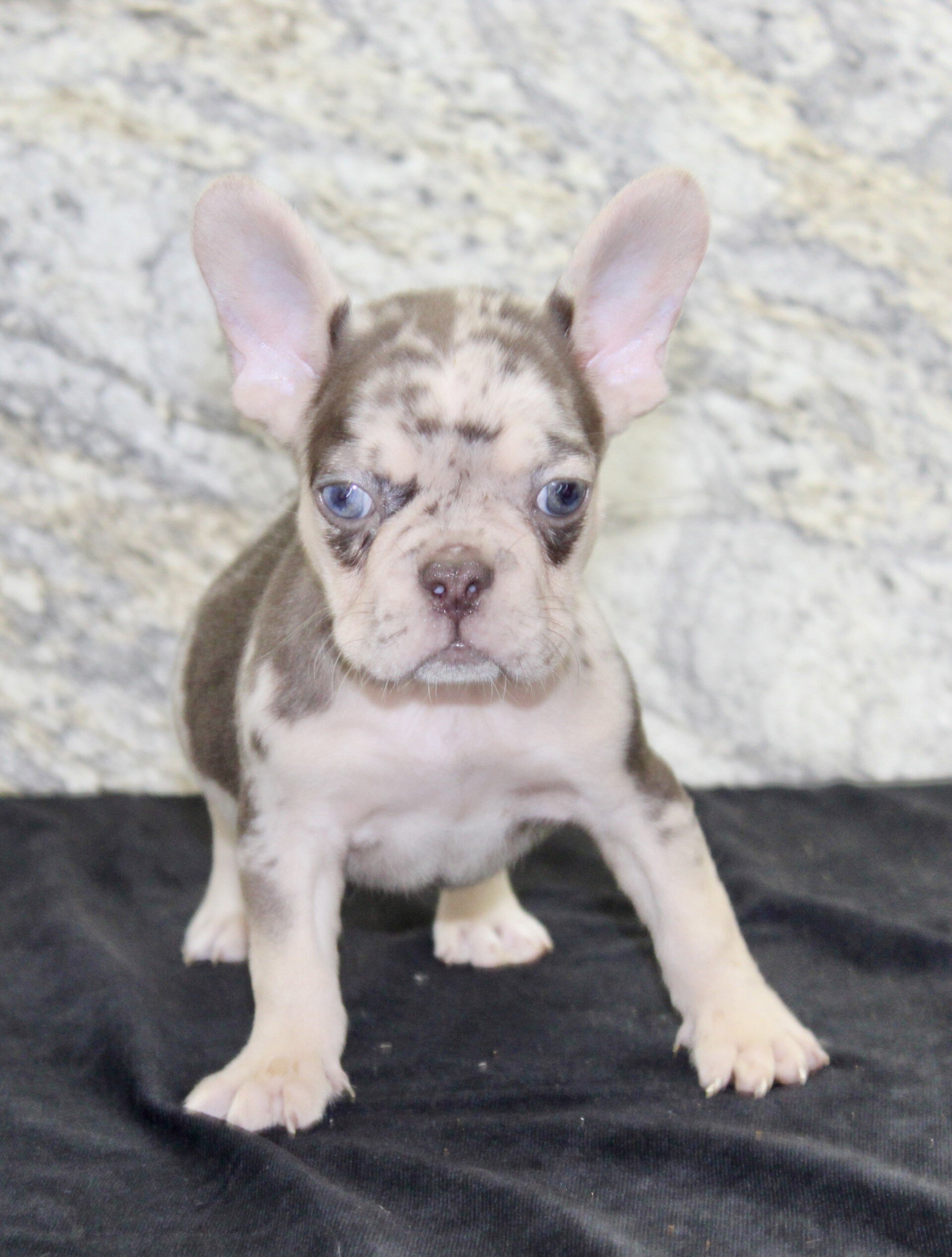 Titan Male French Bulldog image 2
