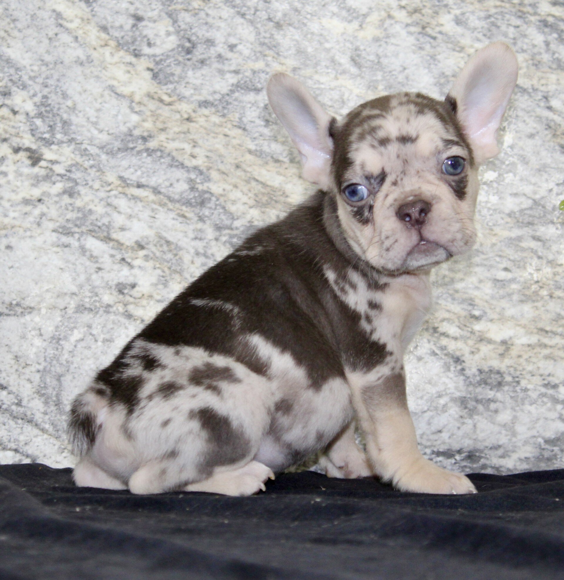 Titan Male French Bulldog image 5