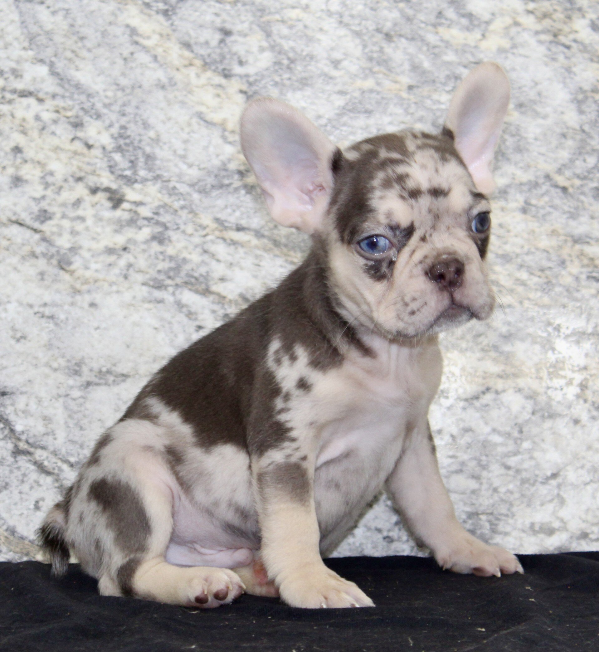 Titan Male French Bulldog image 3