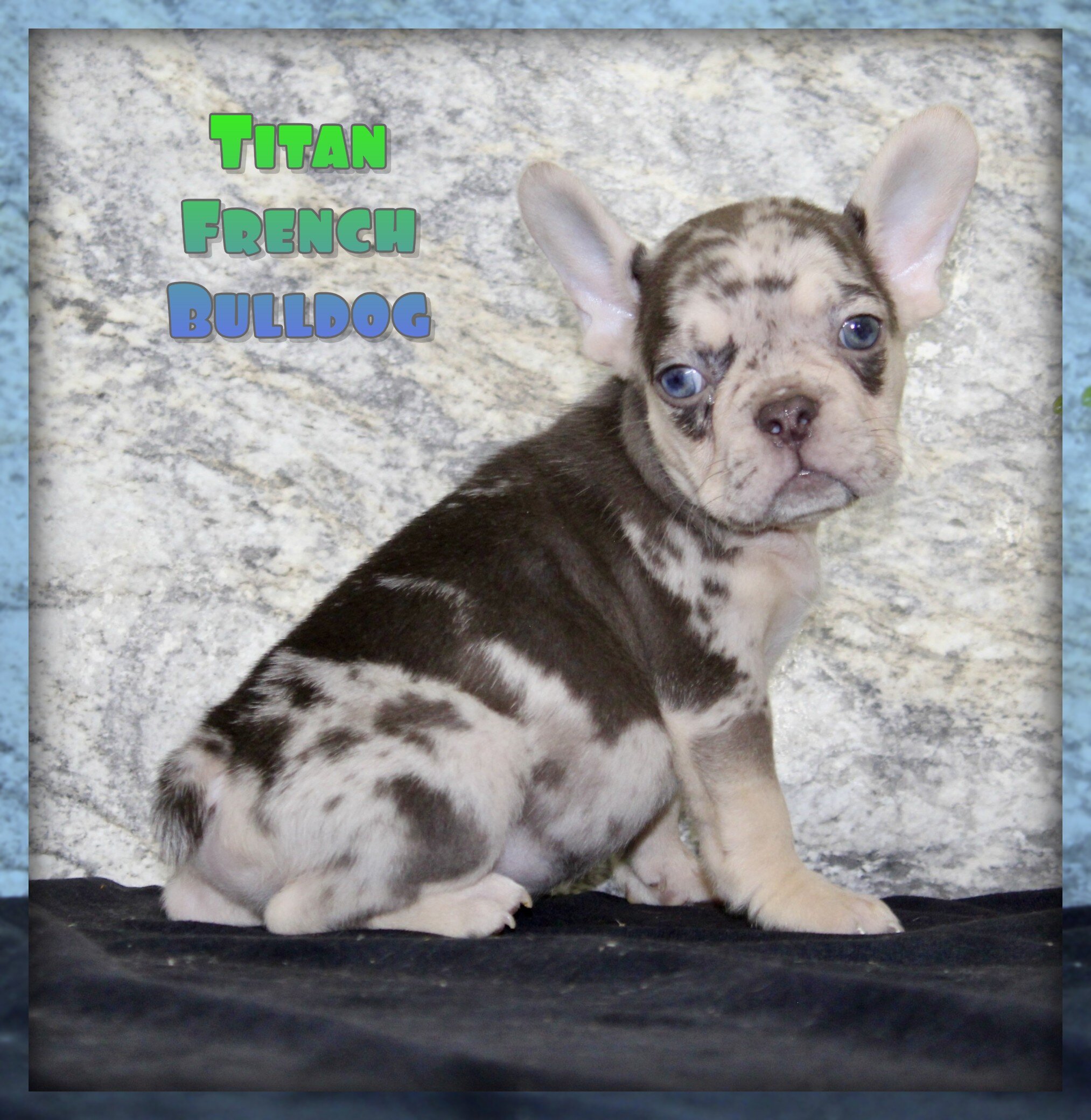 Titan Male French Bulldog image 1