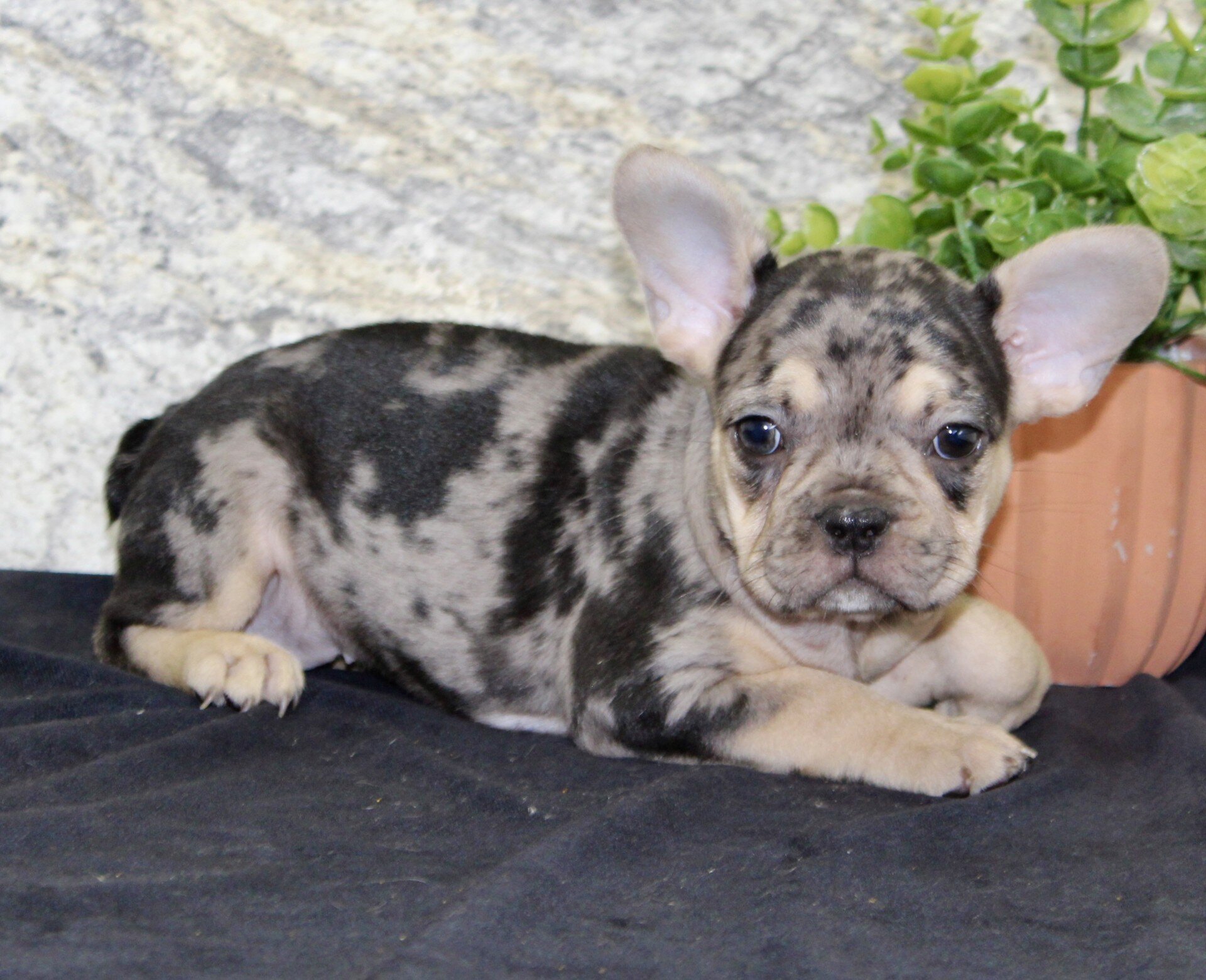 Reba Female French Bulldog image 5