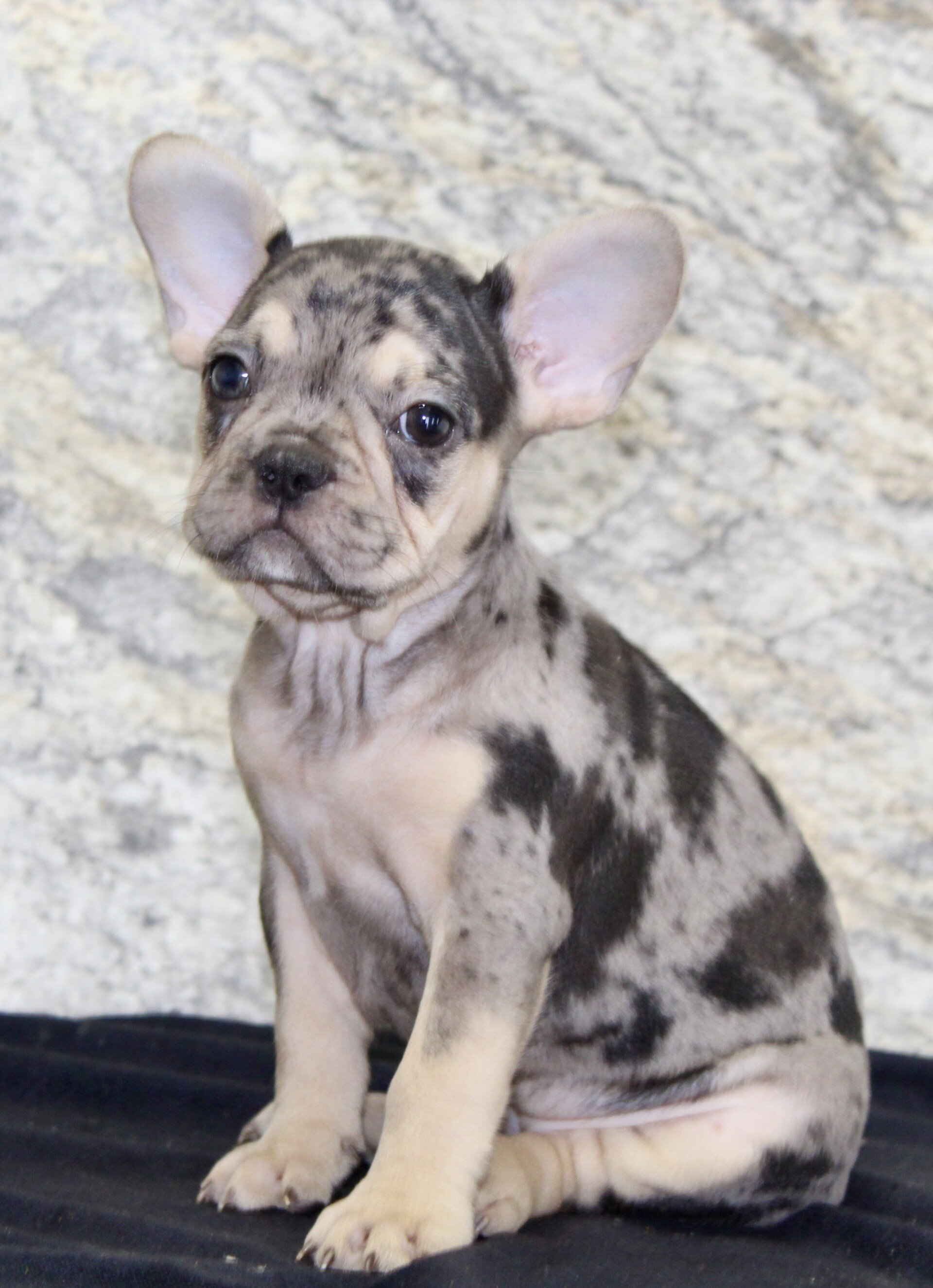 Reba Female French Bulldog image 2