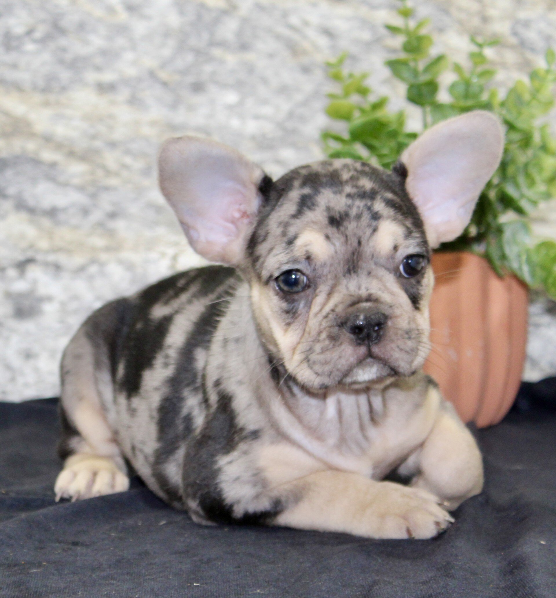 Reba Female French Bulldog image 4