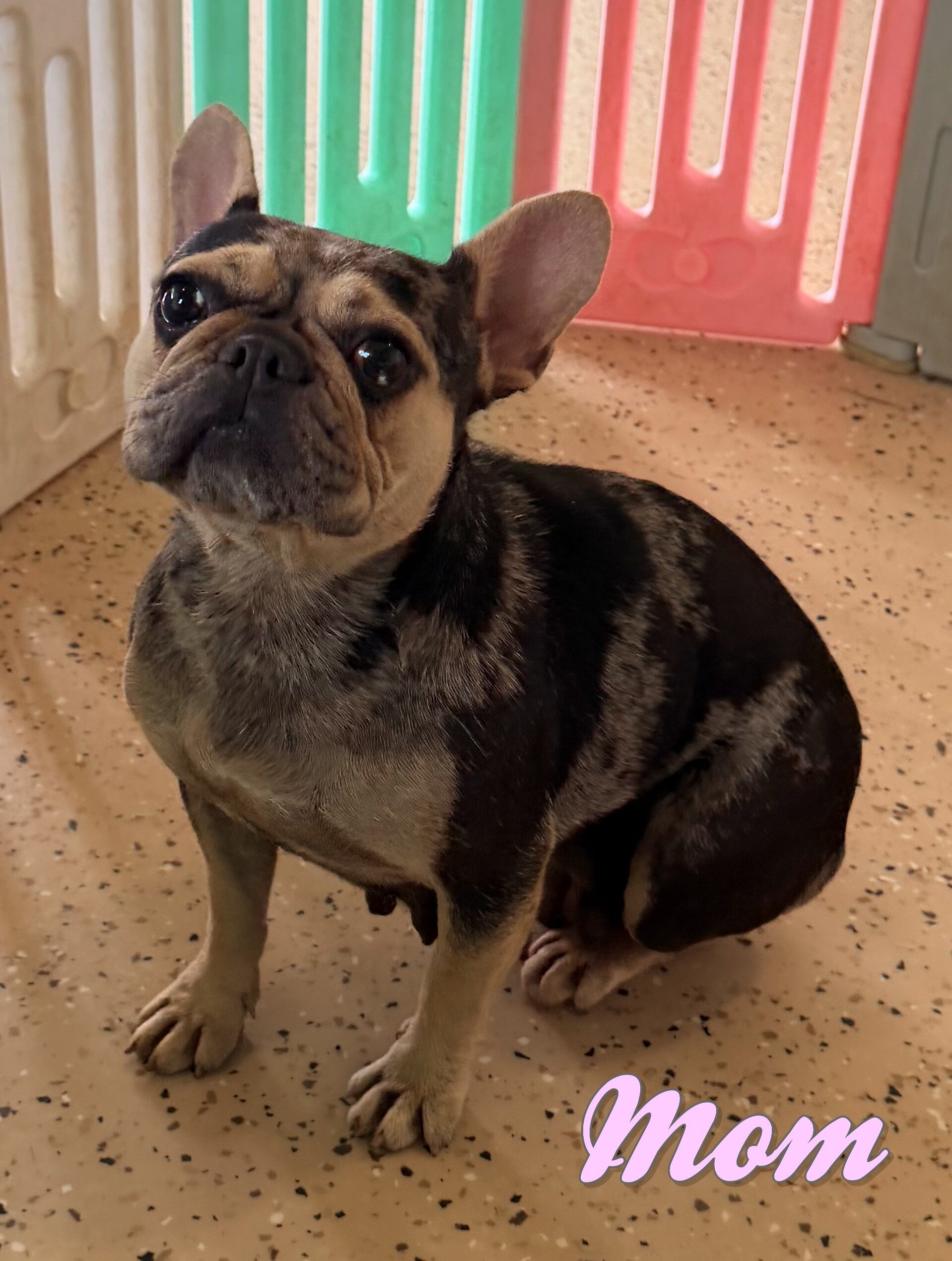 Reba Female French Bulldog image 6