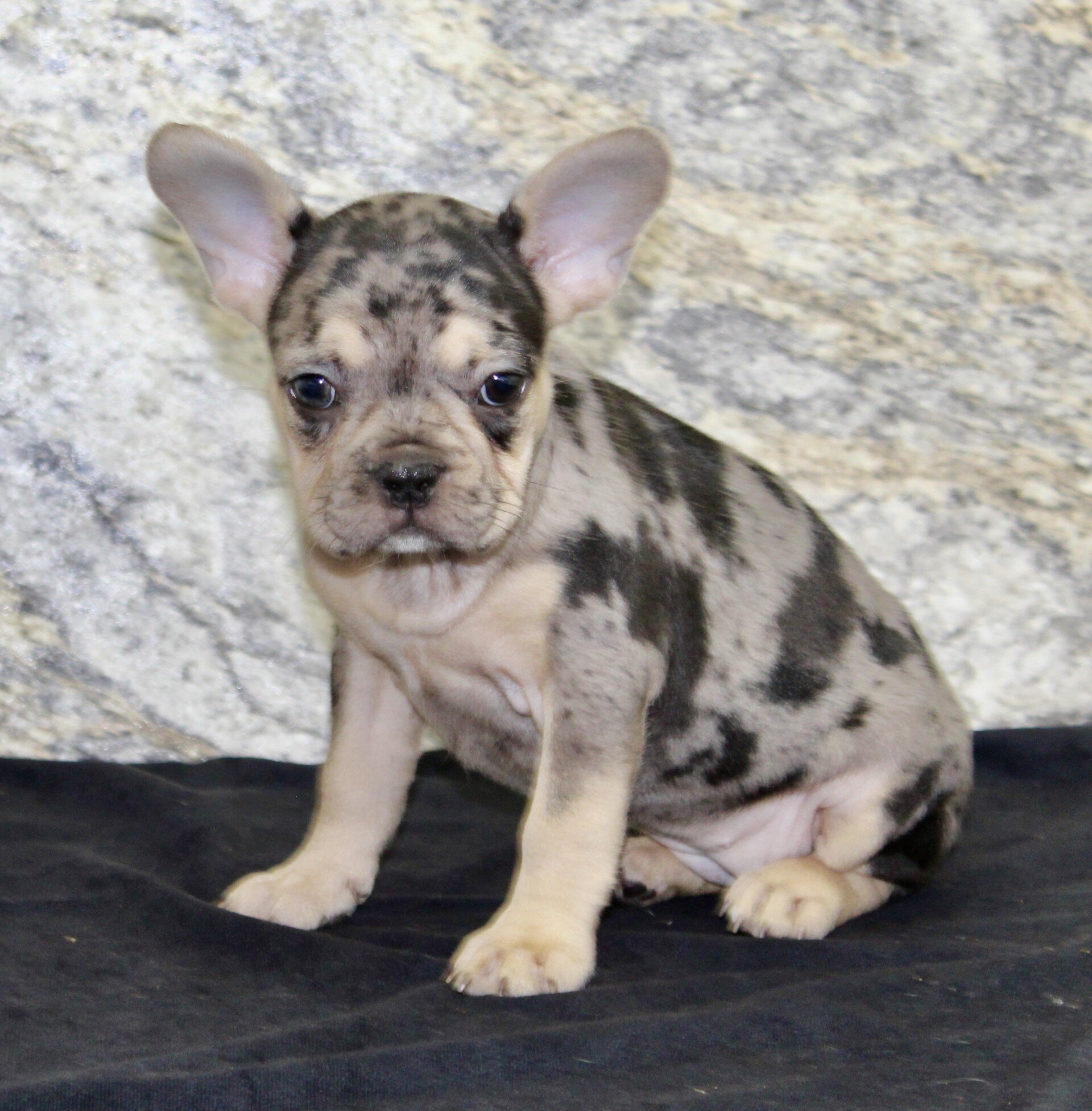Reba Female French Bulldog image 3
