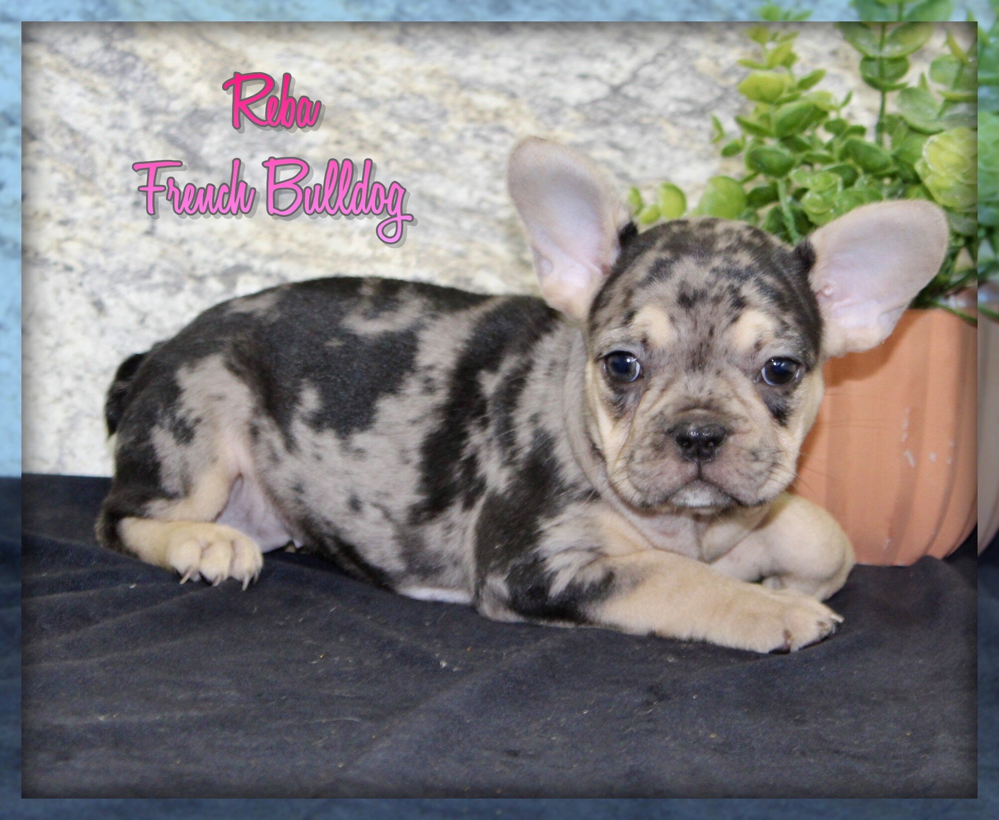 Reba Female French Bulldog image 1
