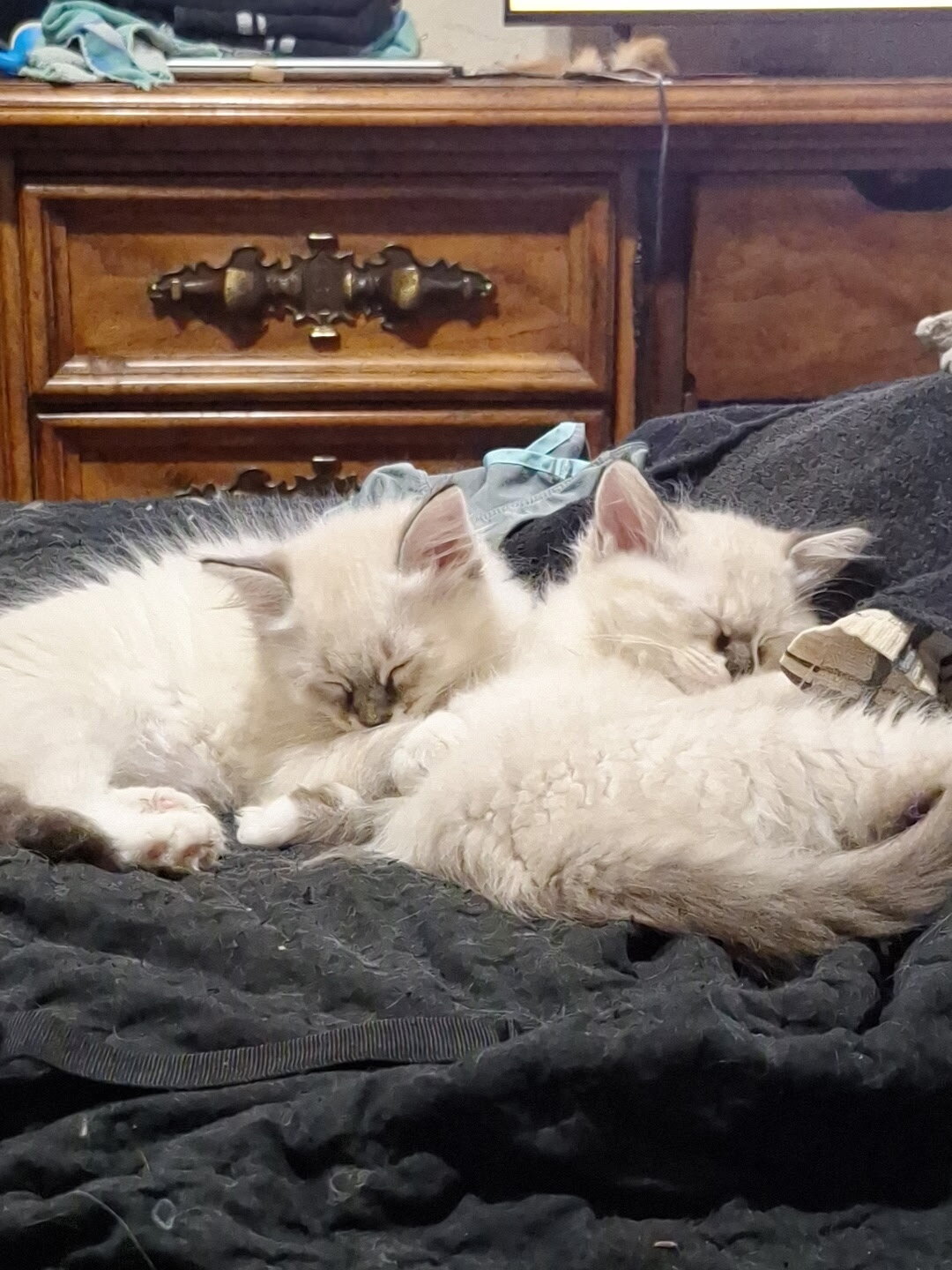 Ragdoll kittens image 4