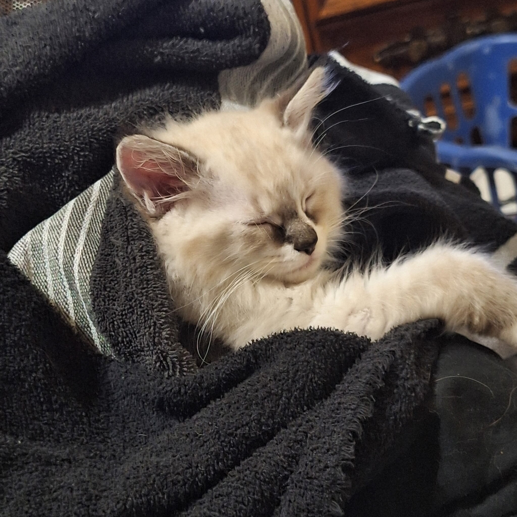 Ragdoll kittens image 3