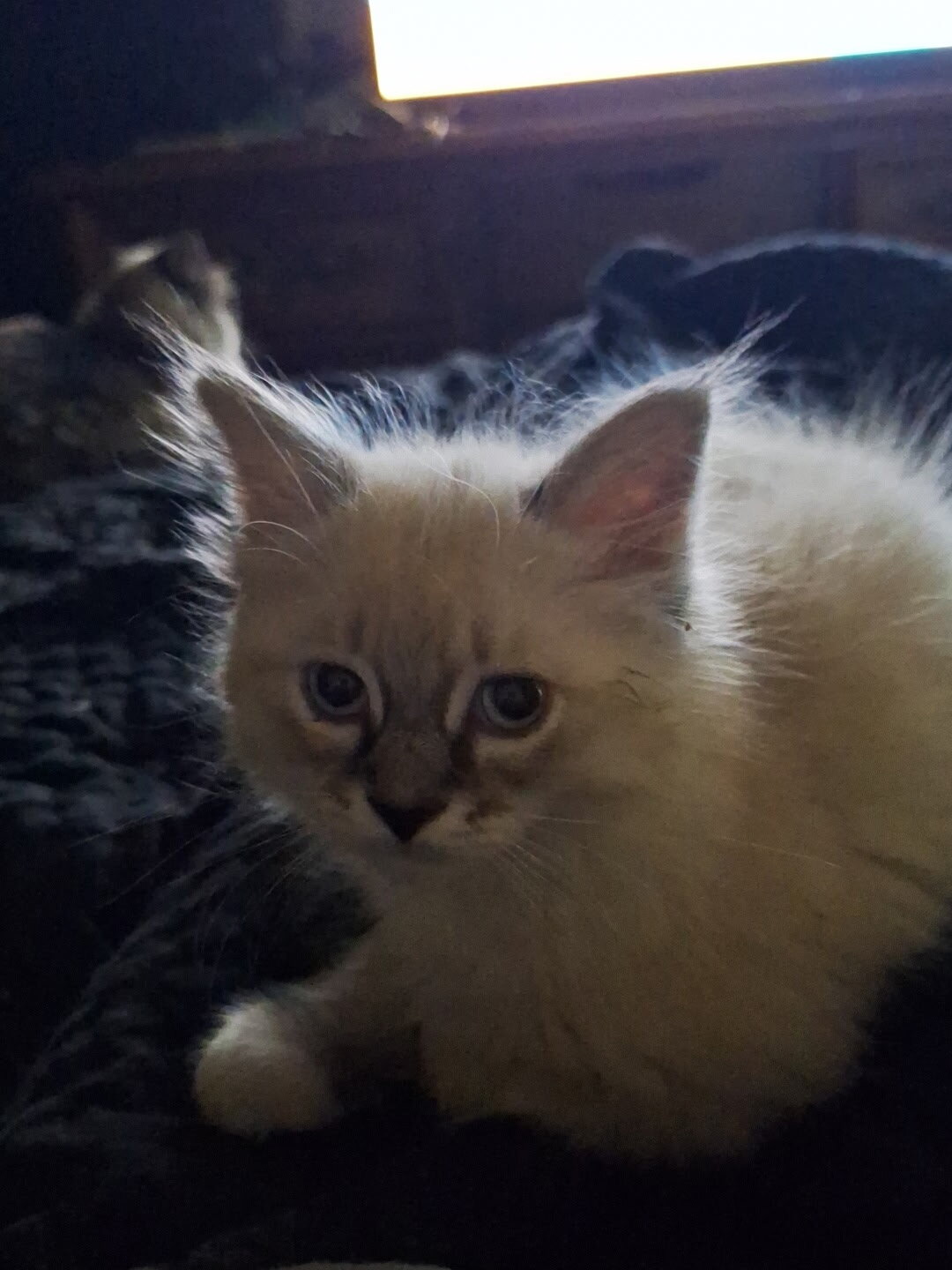 Ragdoll kittens image 2