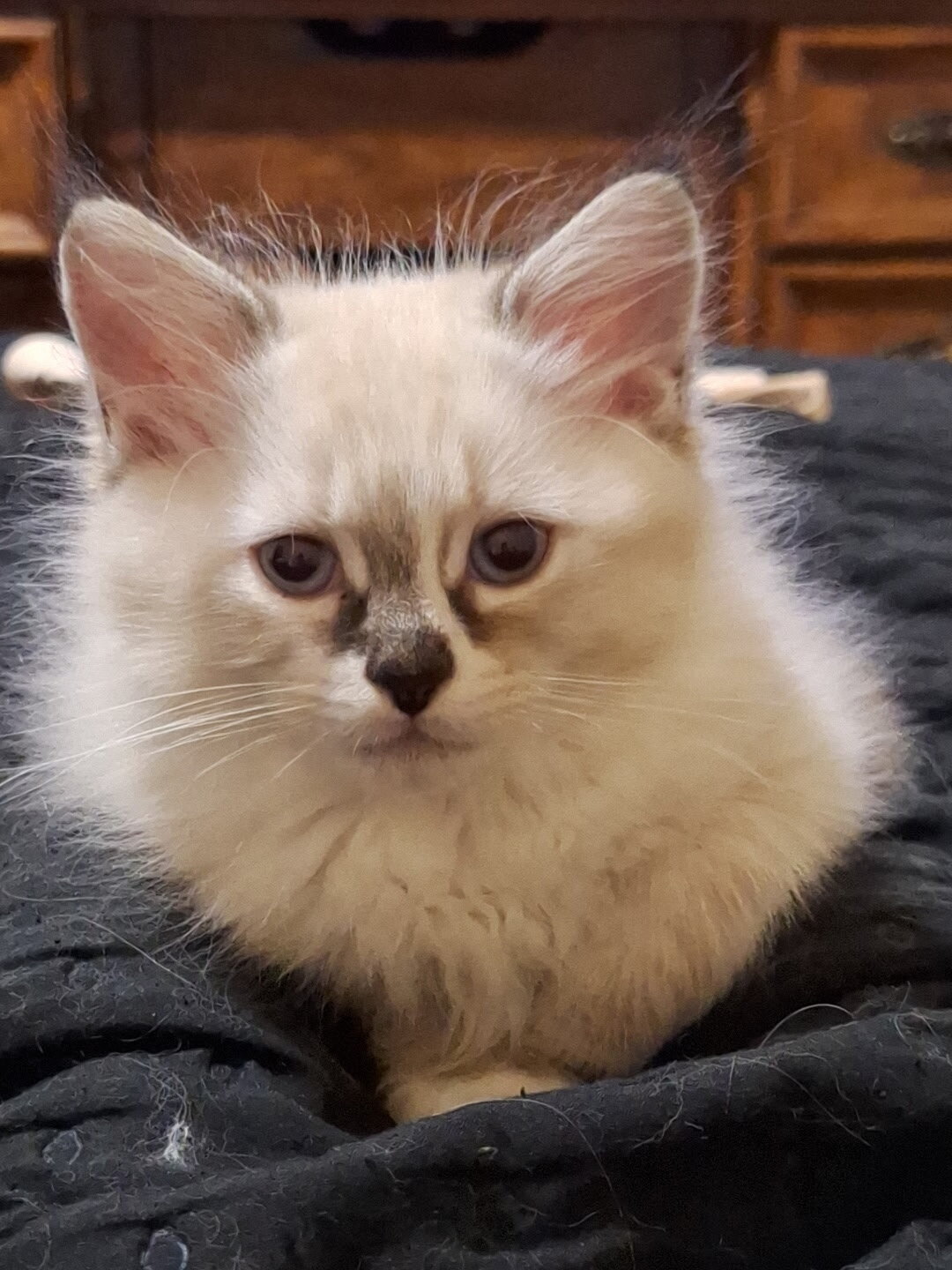 Ragdoll kittens image 5