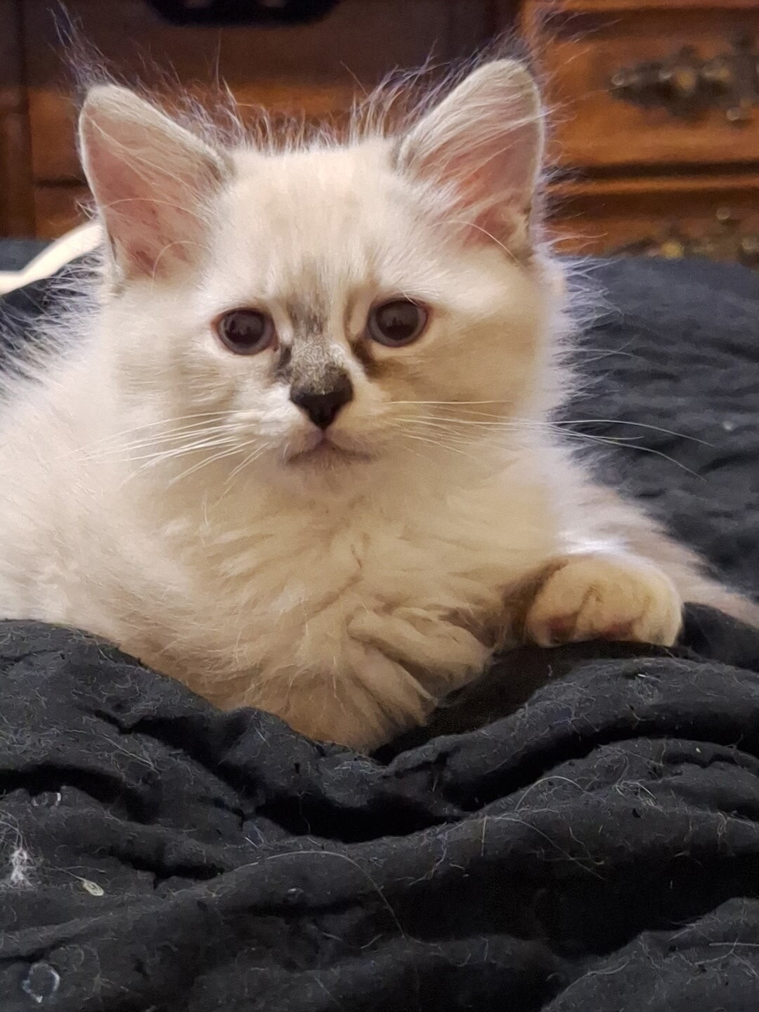 Ragdoll kittens image 1