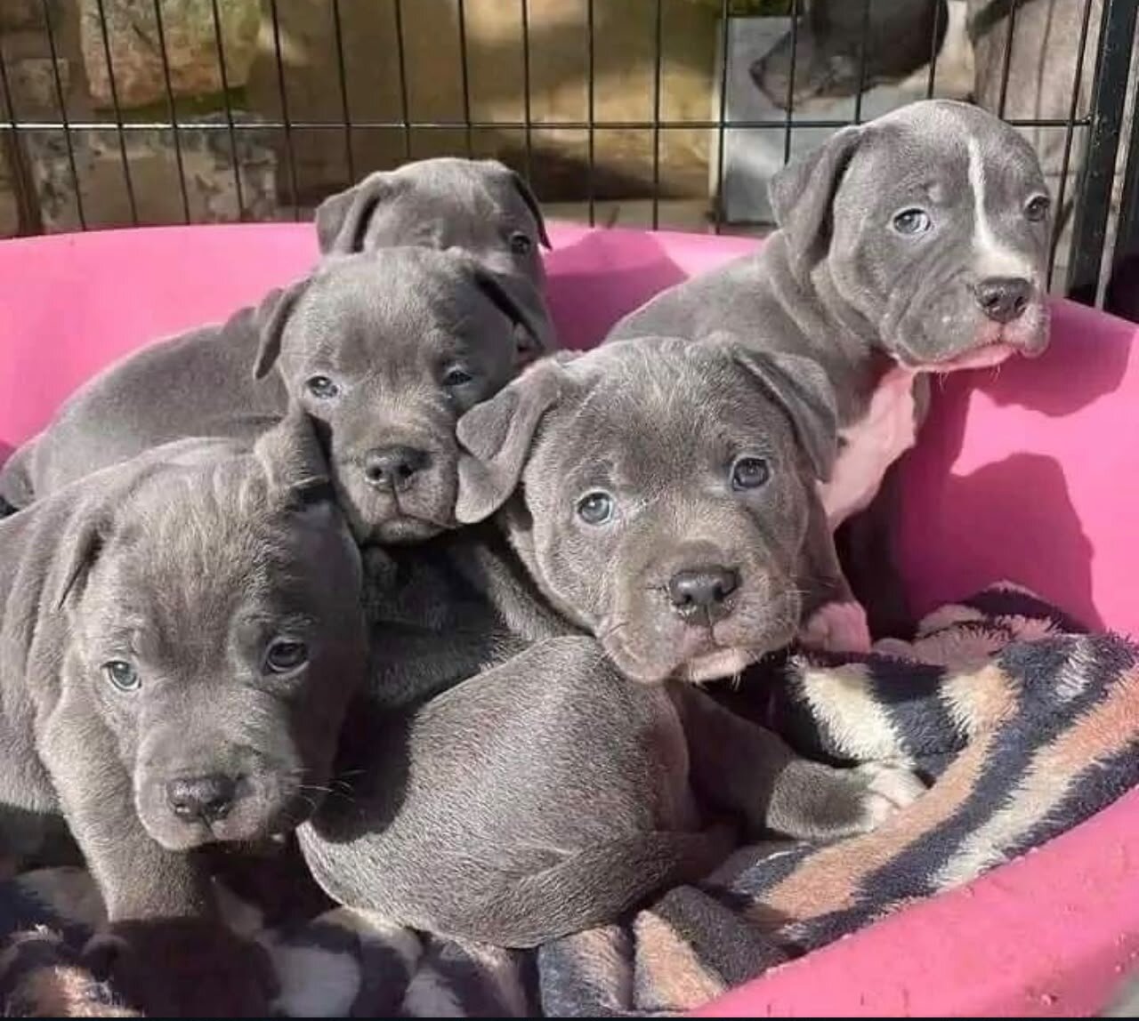 Pitbull Puppies Akc Registered image 1
