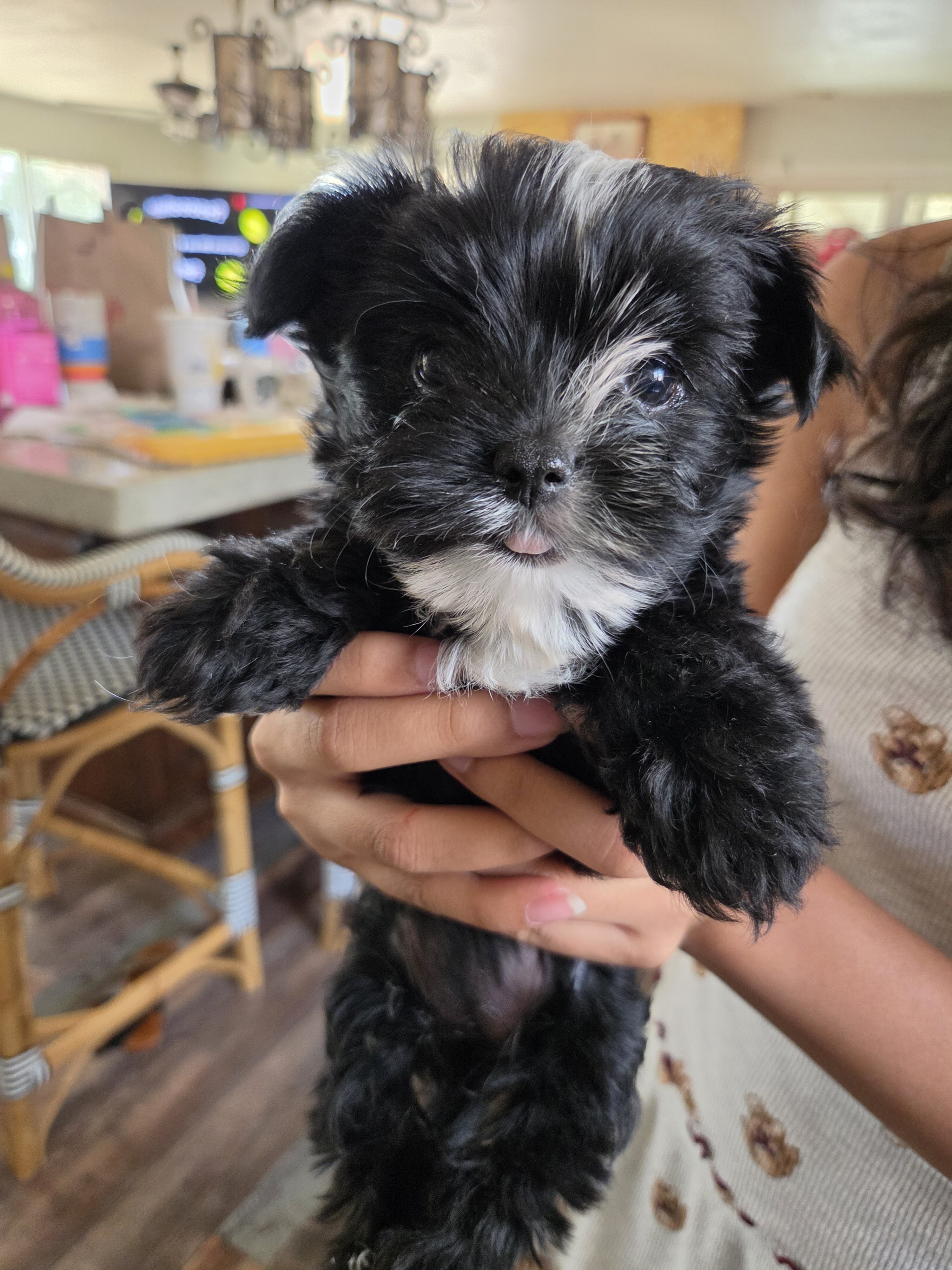 Kb black yorkie female image 3