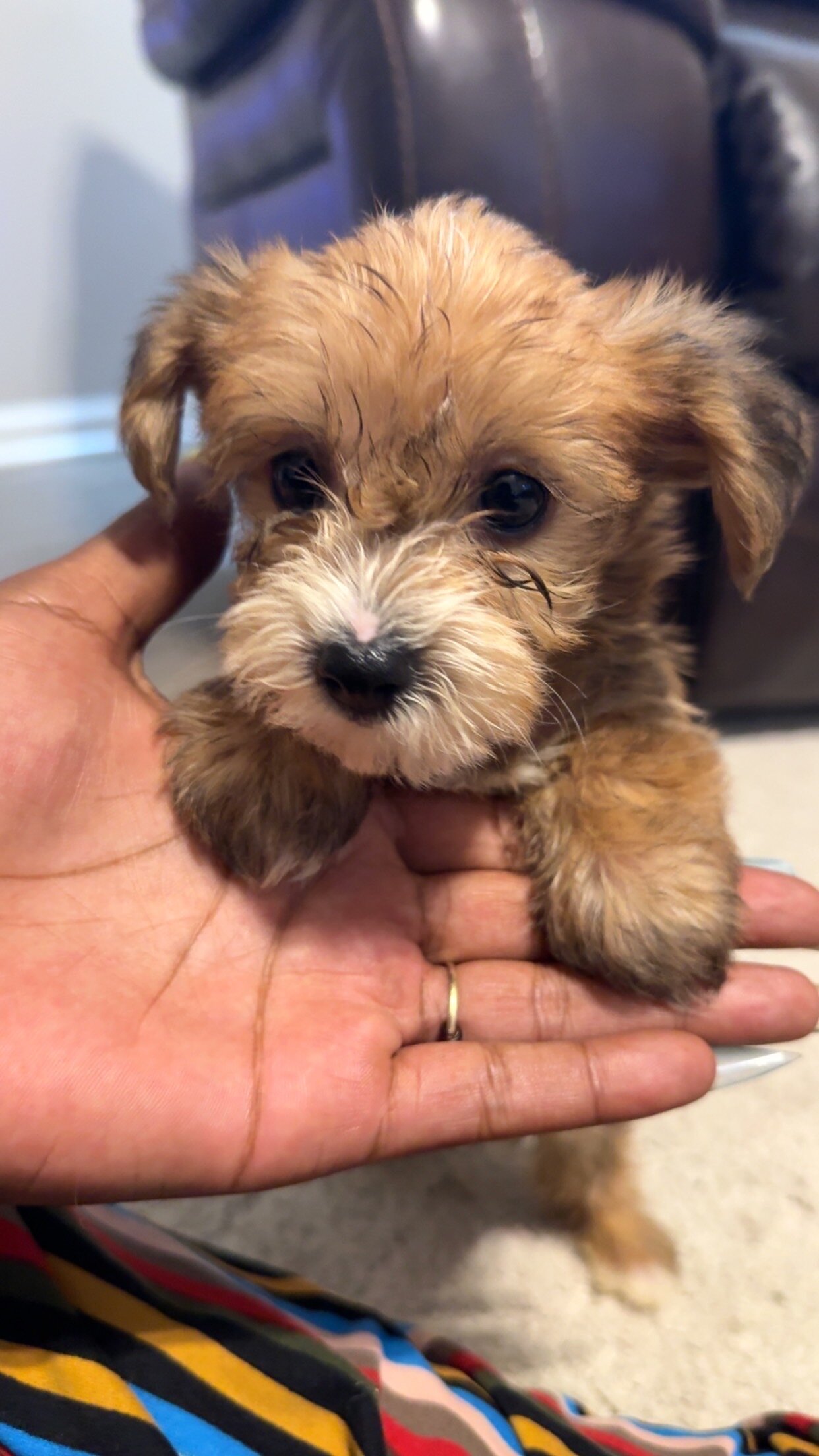 CKC Litter of Yorkies image 1