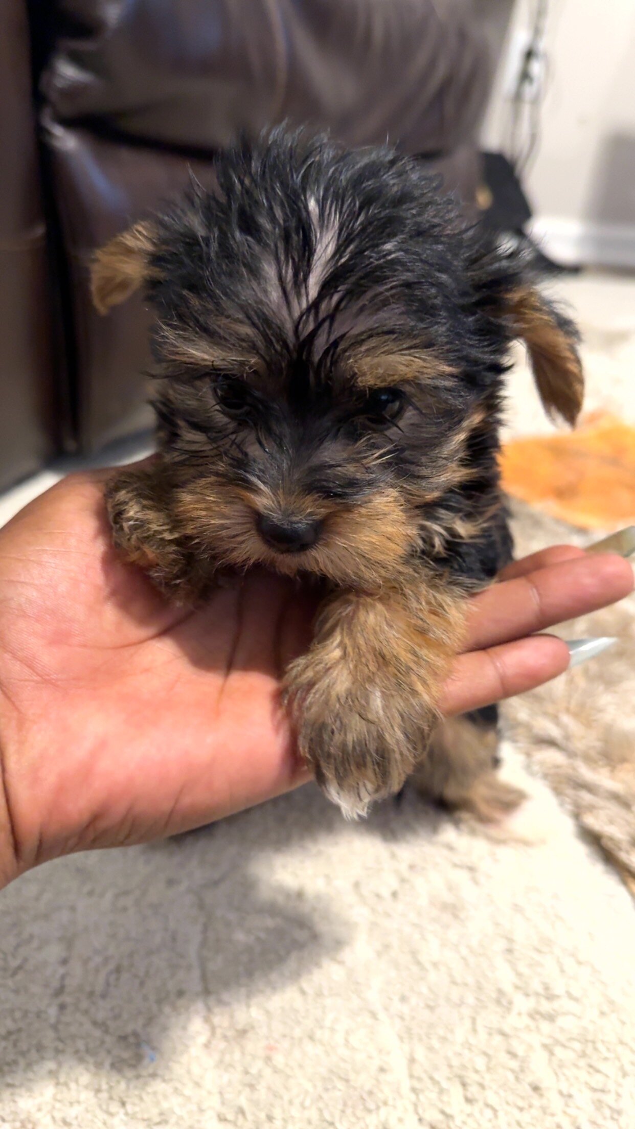 CKC Litter of Yorkies image 5
