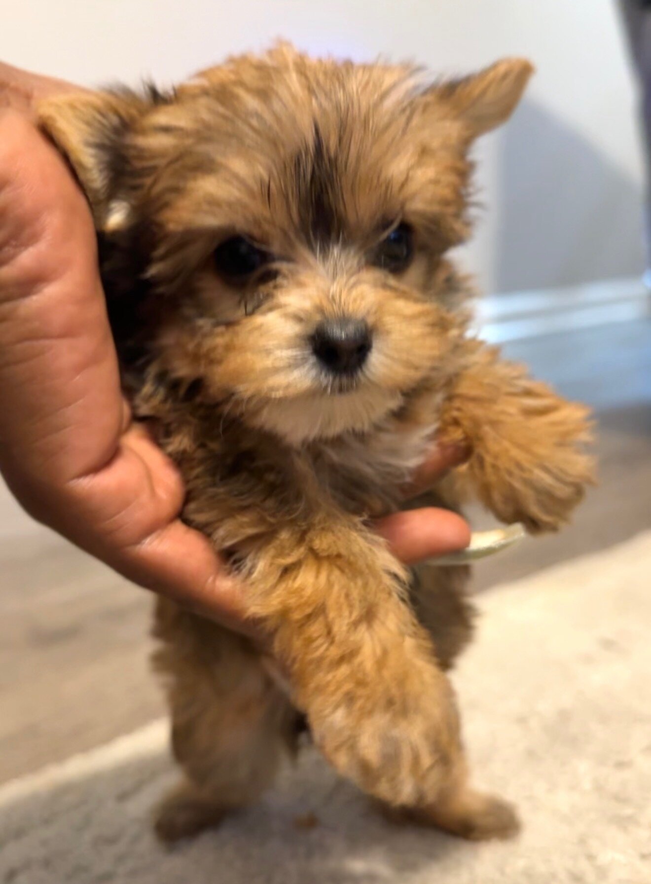CKC Litter of Yorkies image 2