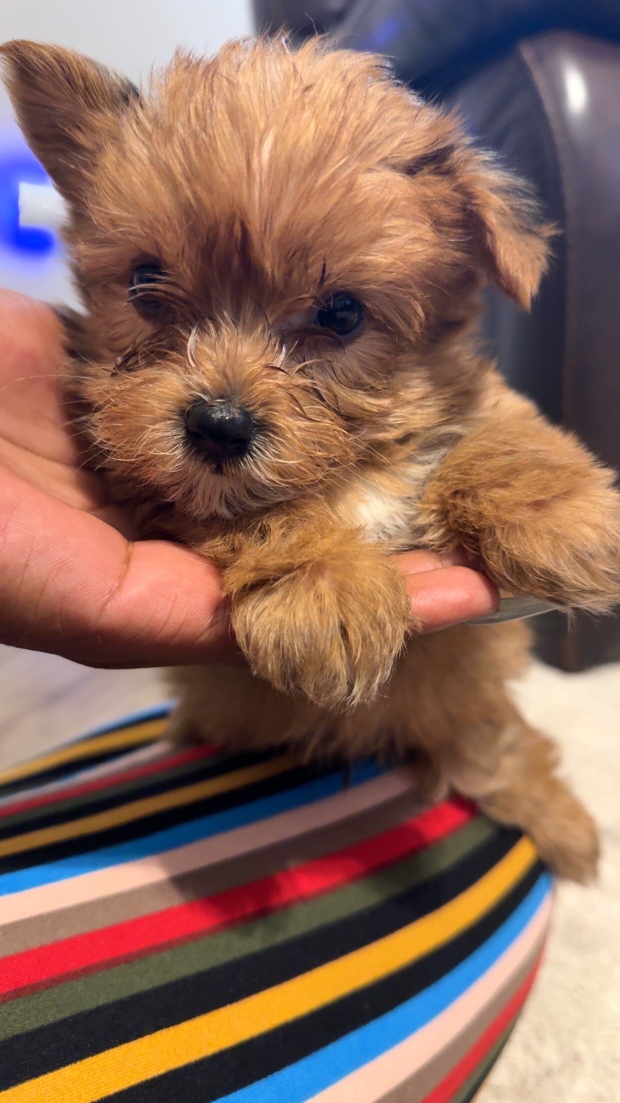 CKC Litter of Yorkies image 4