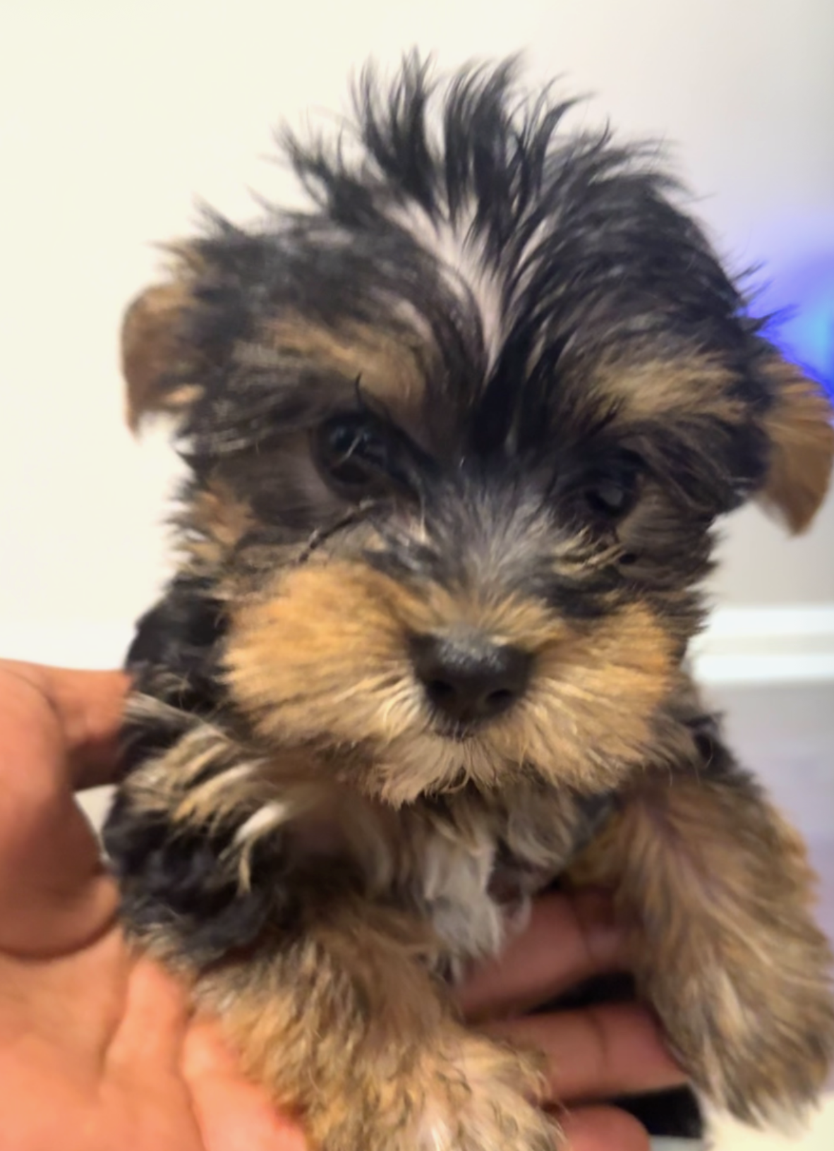 CKC Litter of Yorkies image 3