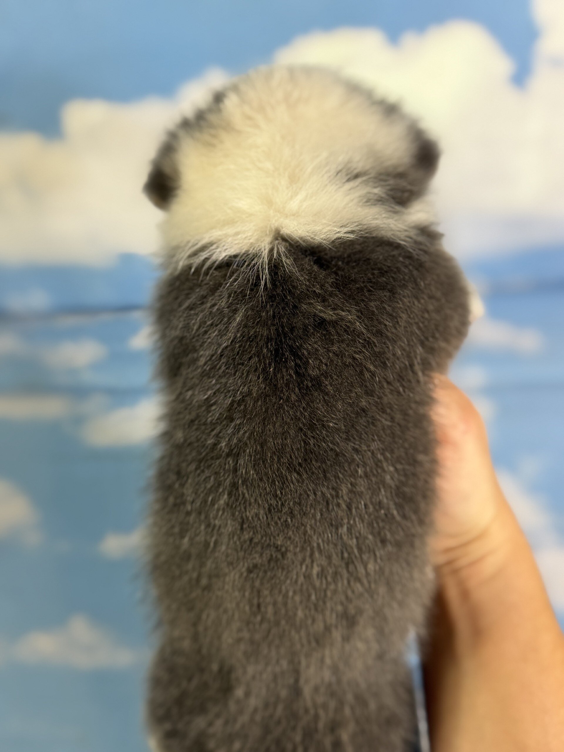 Duke Male Corgi image 6