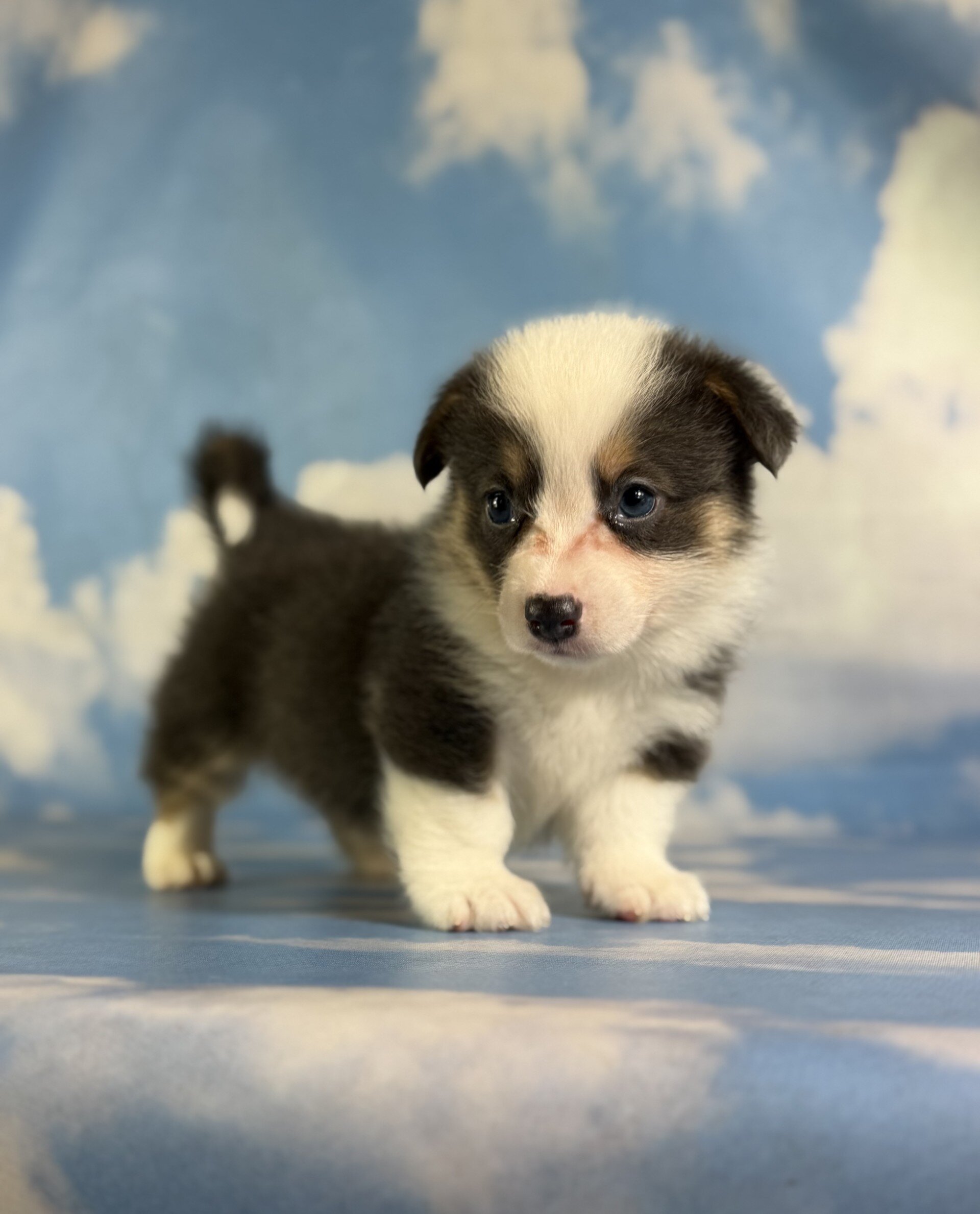 Duke Male Corgi image 3