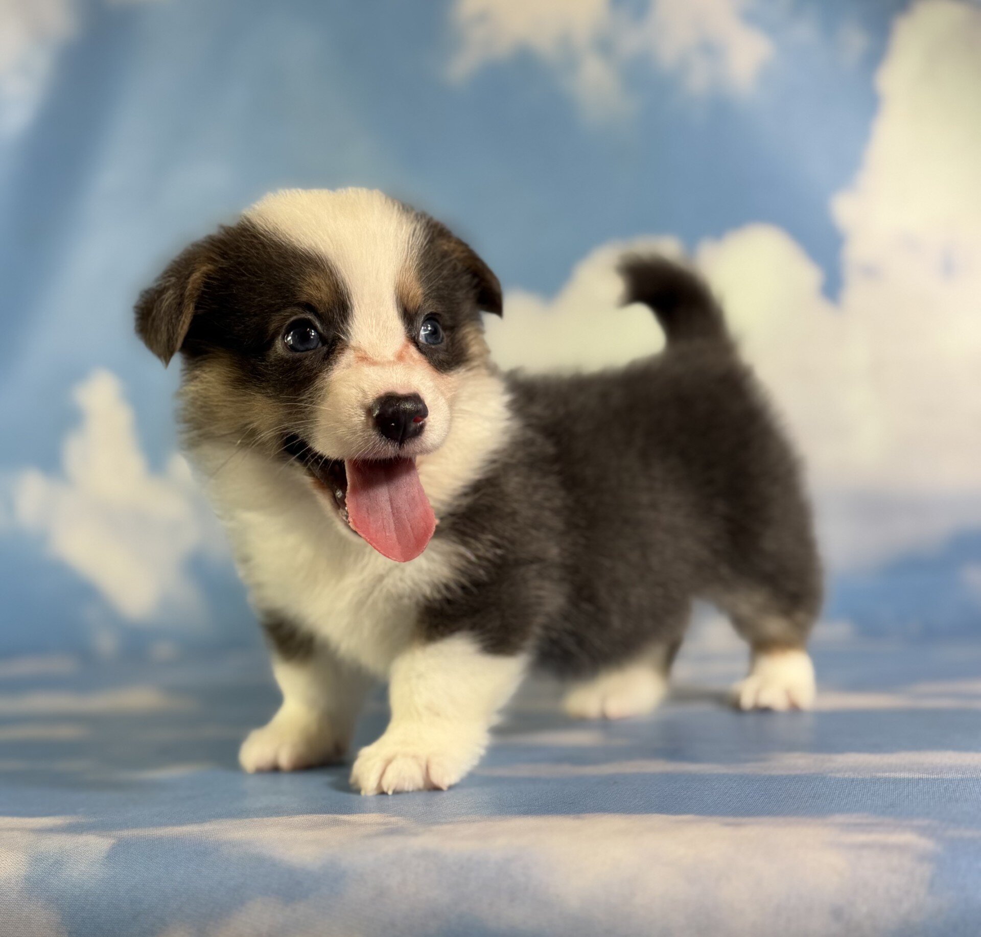 Duke Male Corgi image 4