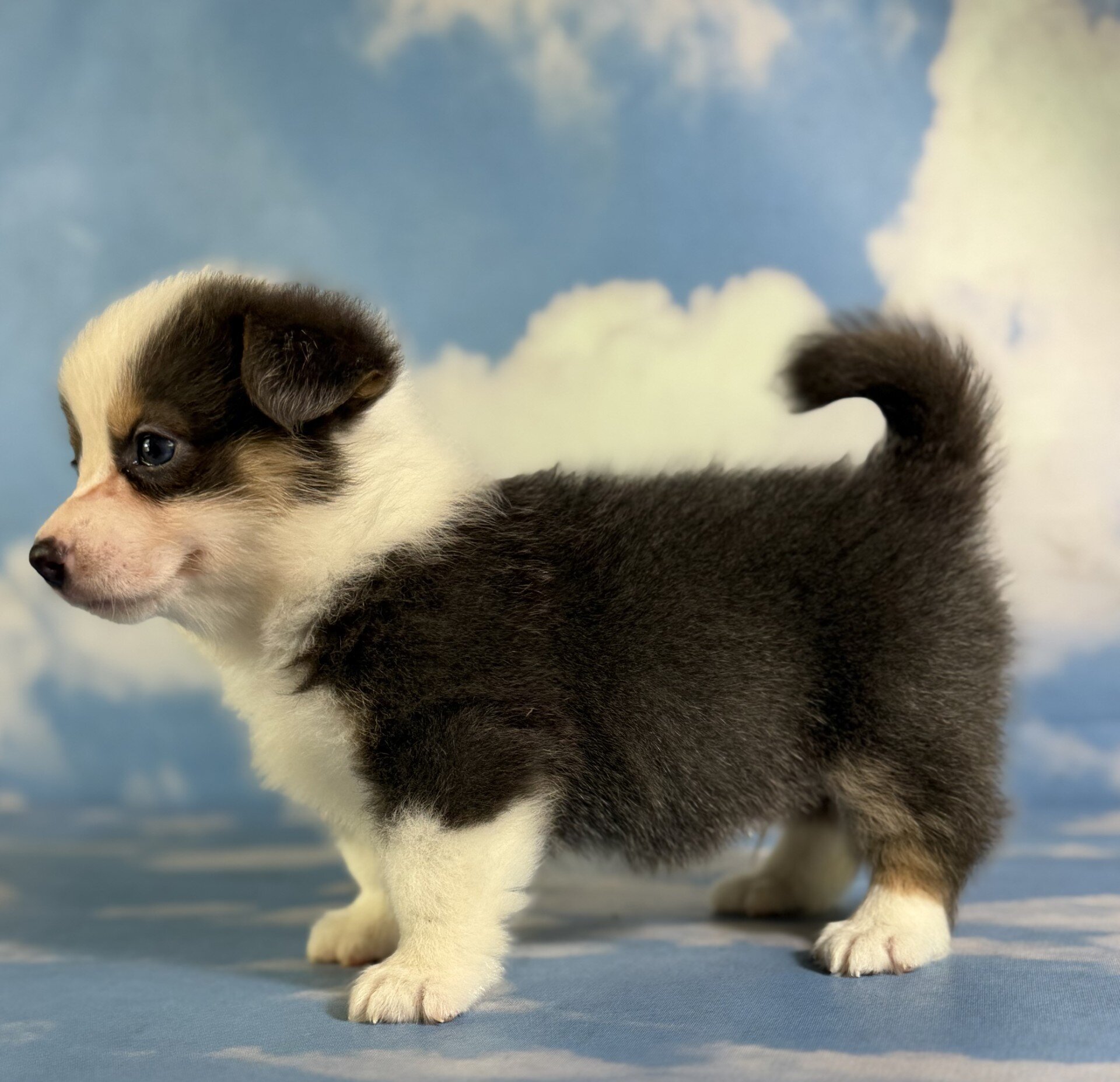 Duke Male Corgi image 5