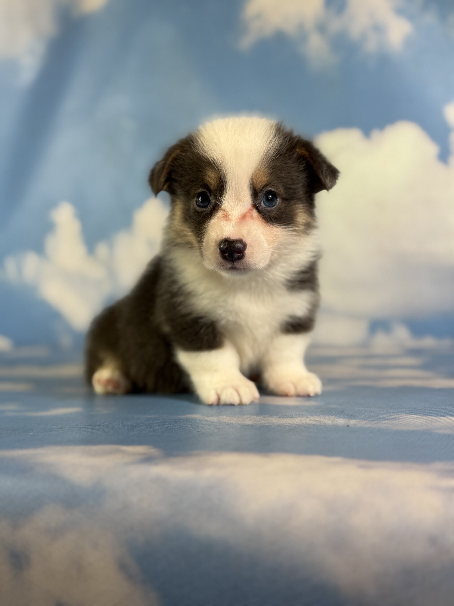 Duke Male Corgi image 2