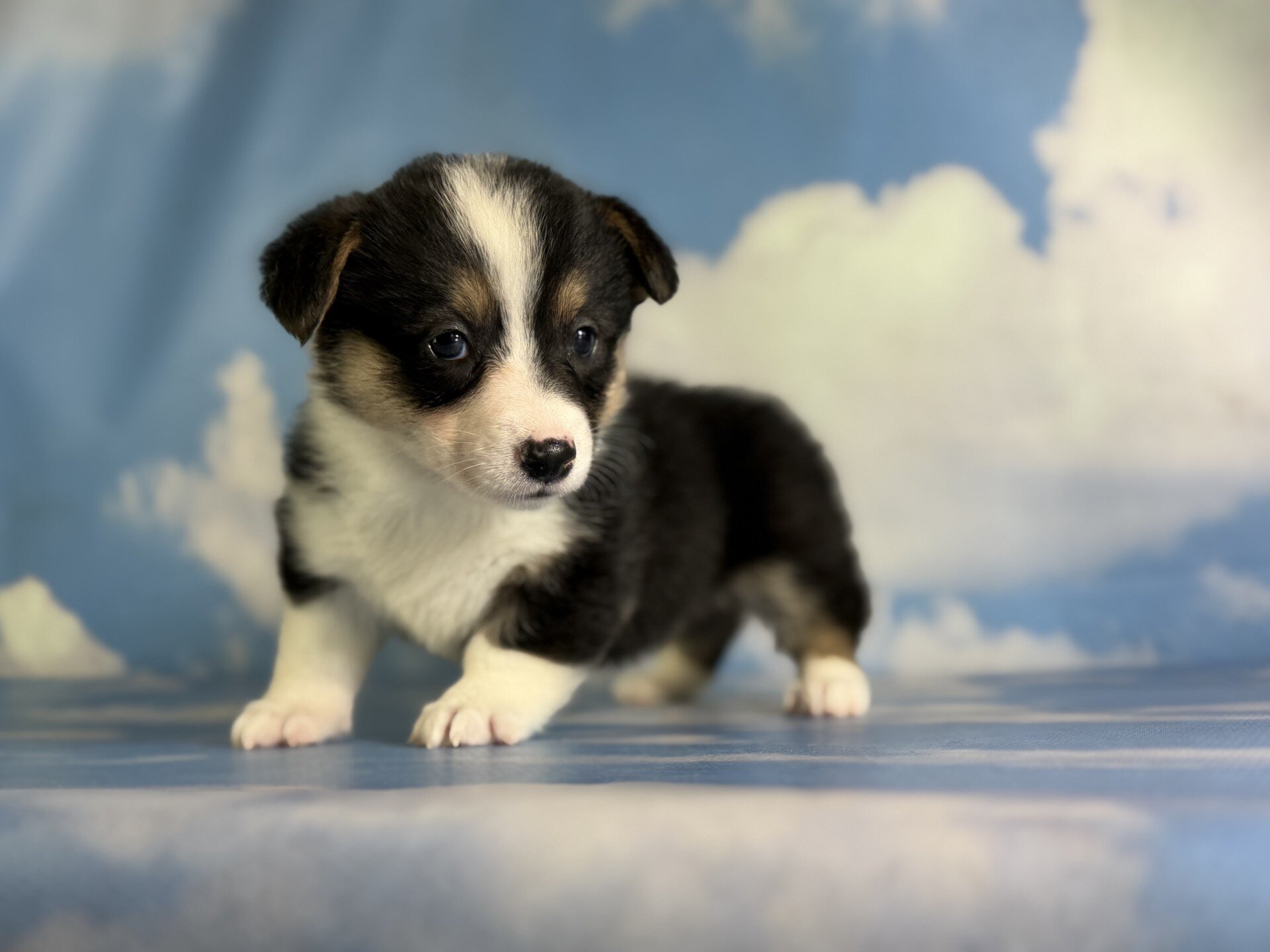 Delilah Female Corgi image 4