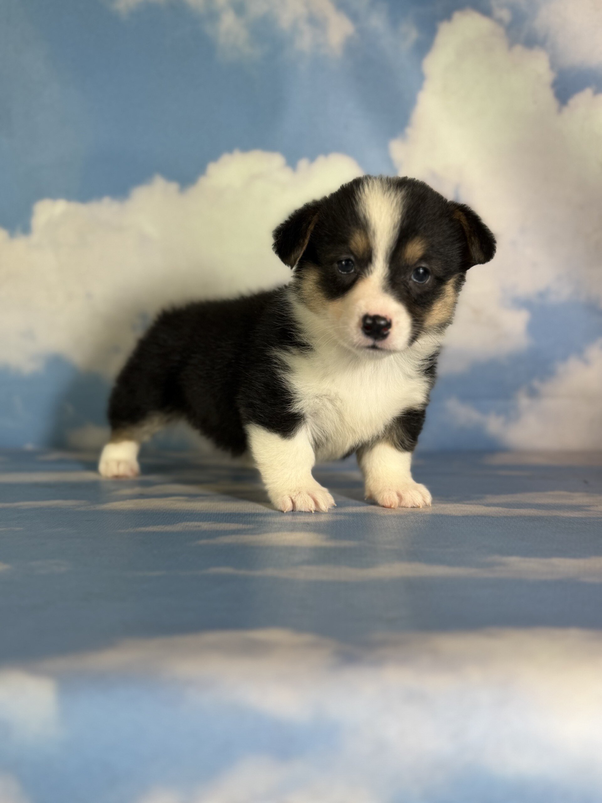 Delilah Female Corgi image 2