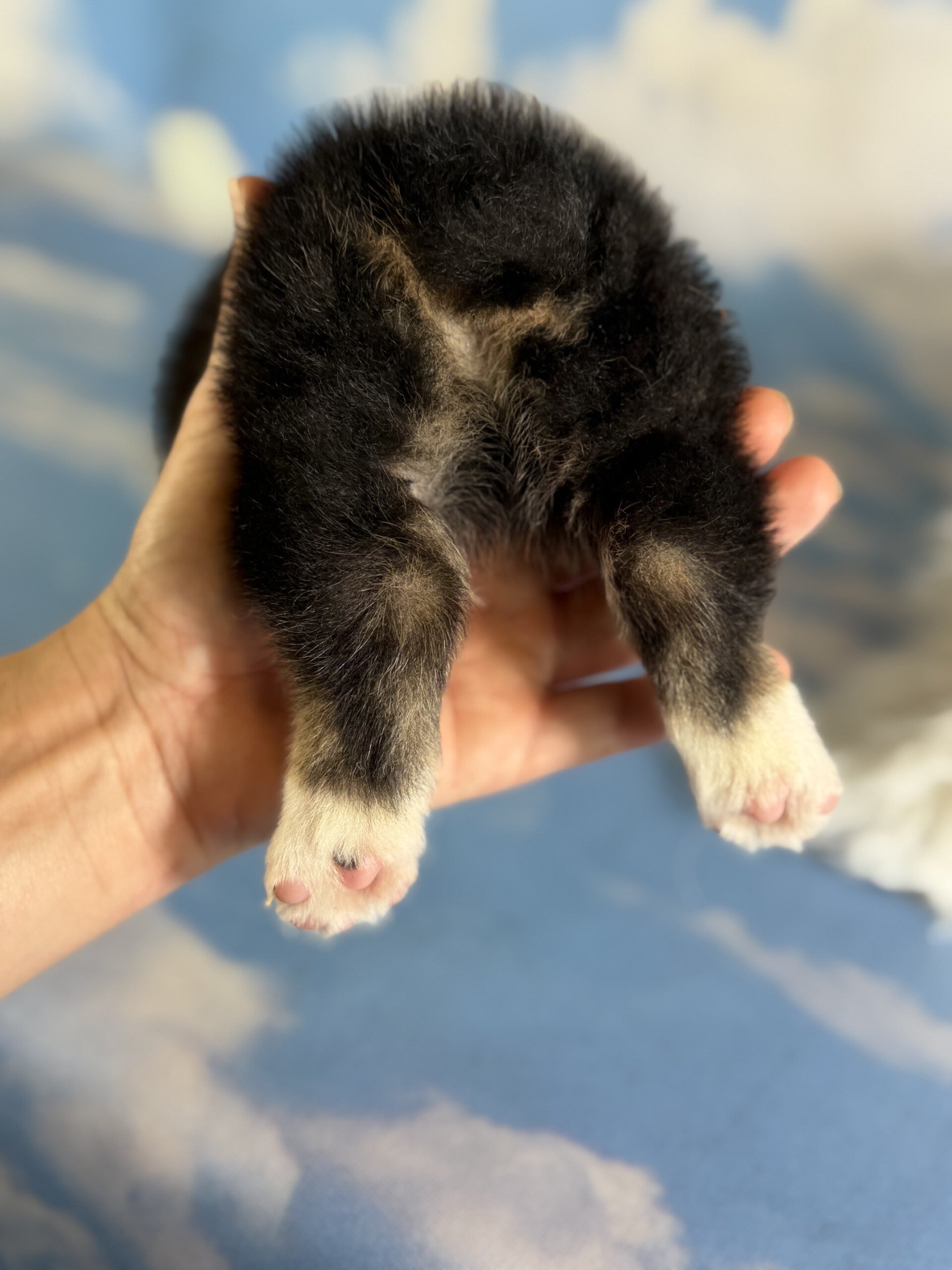 Delilah Female Corgi image 6