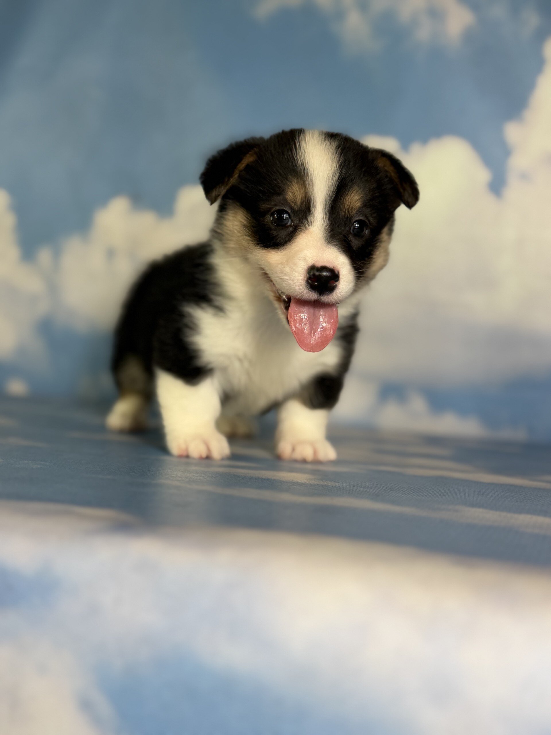 Delilah Female Corgi image 3