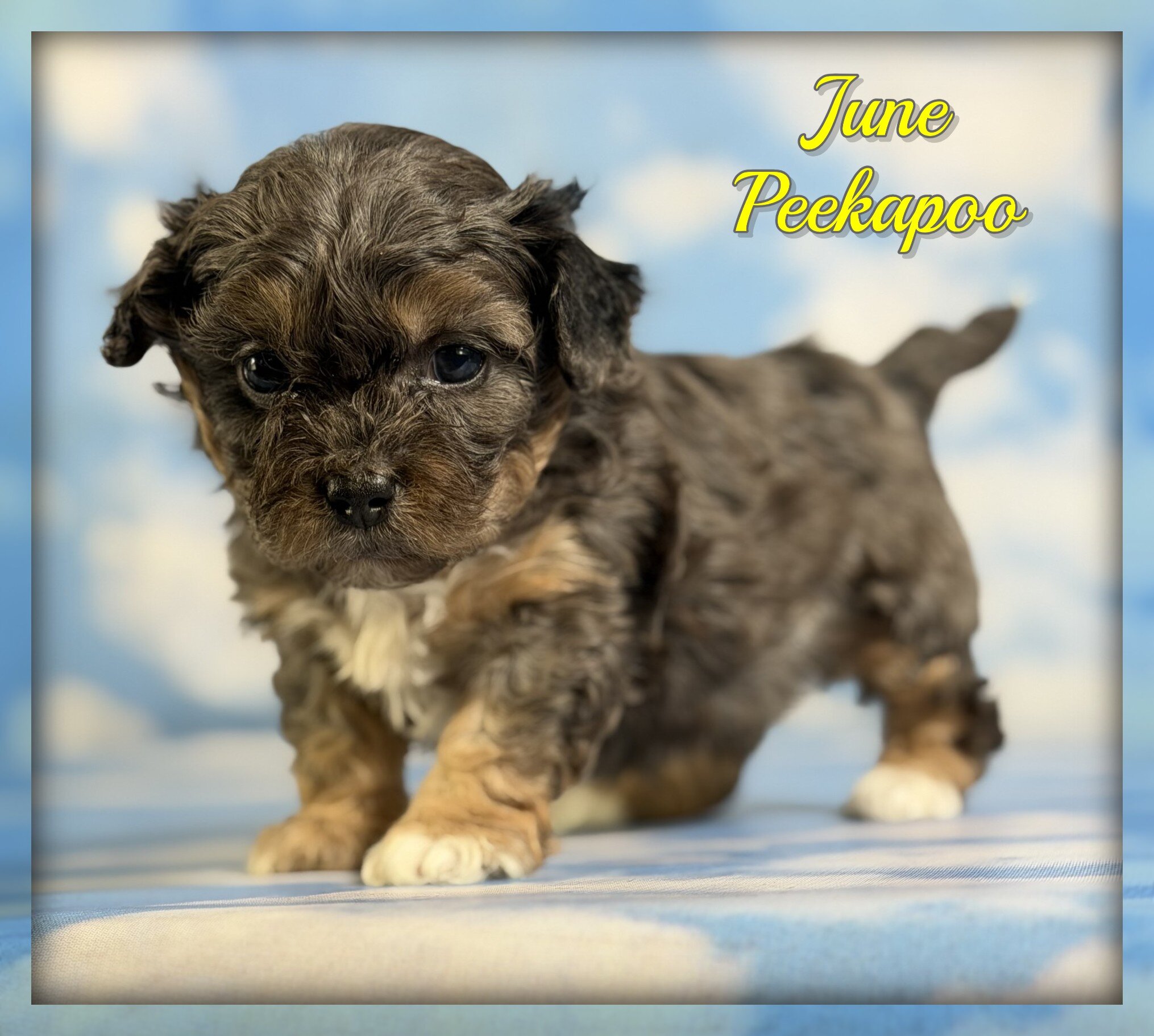 June Female Peekapoo image 1