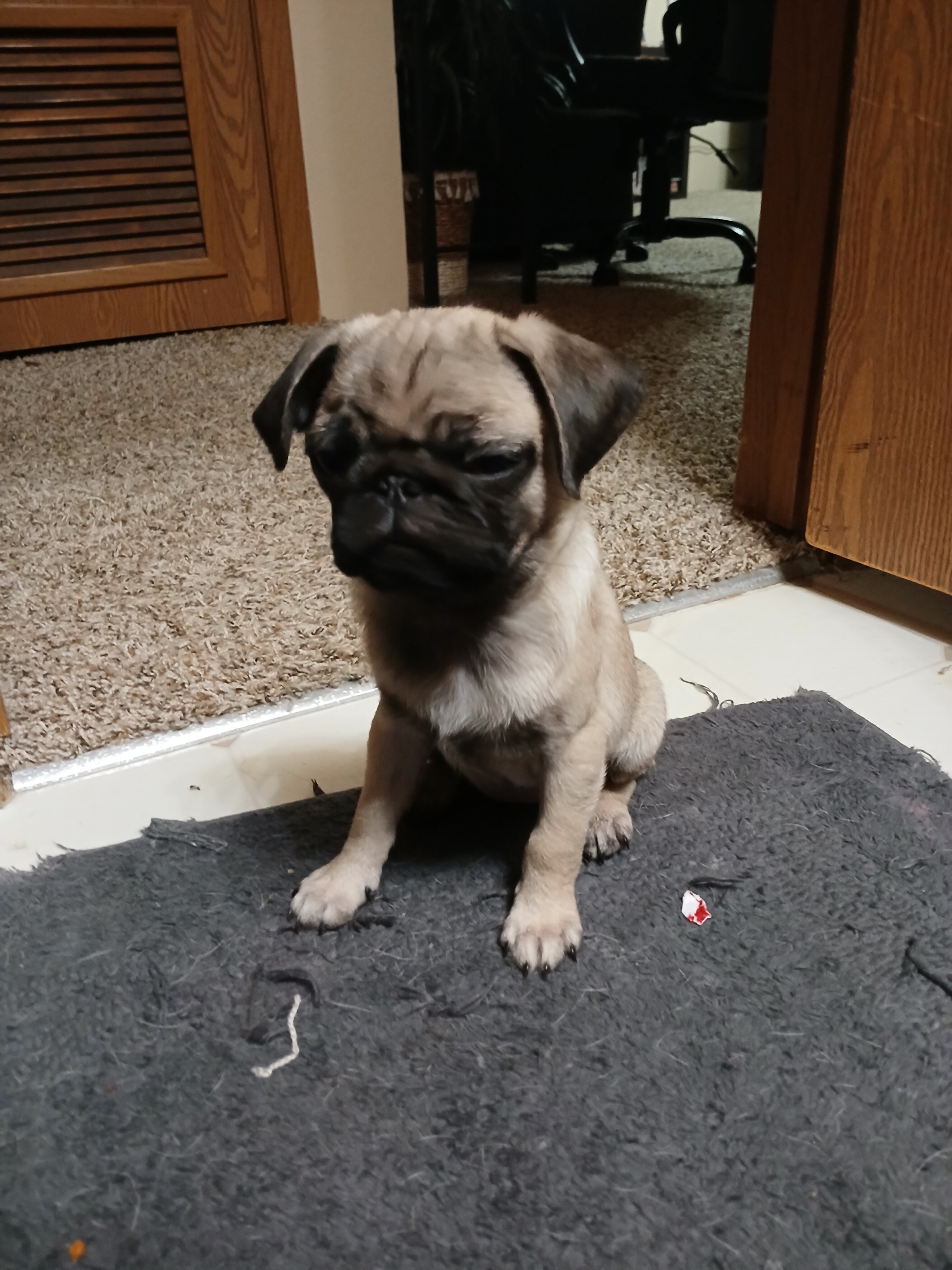 2 pug puppies!! image 2
