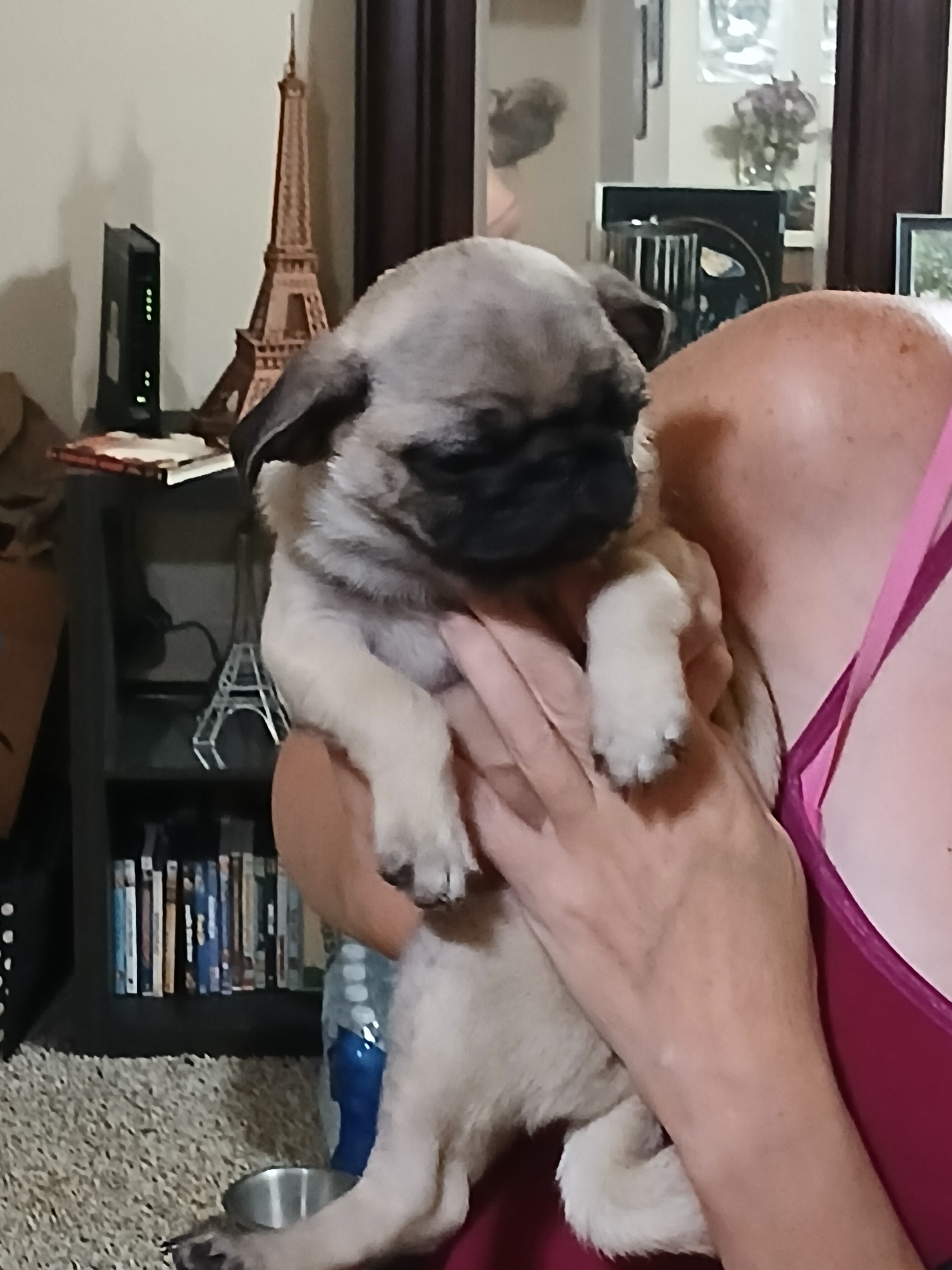 2 pug puppies!! image 3