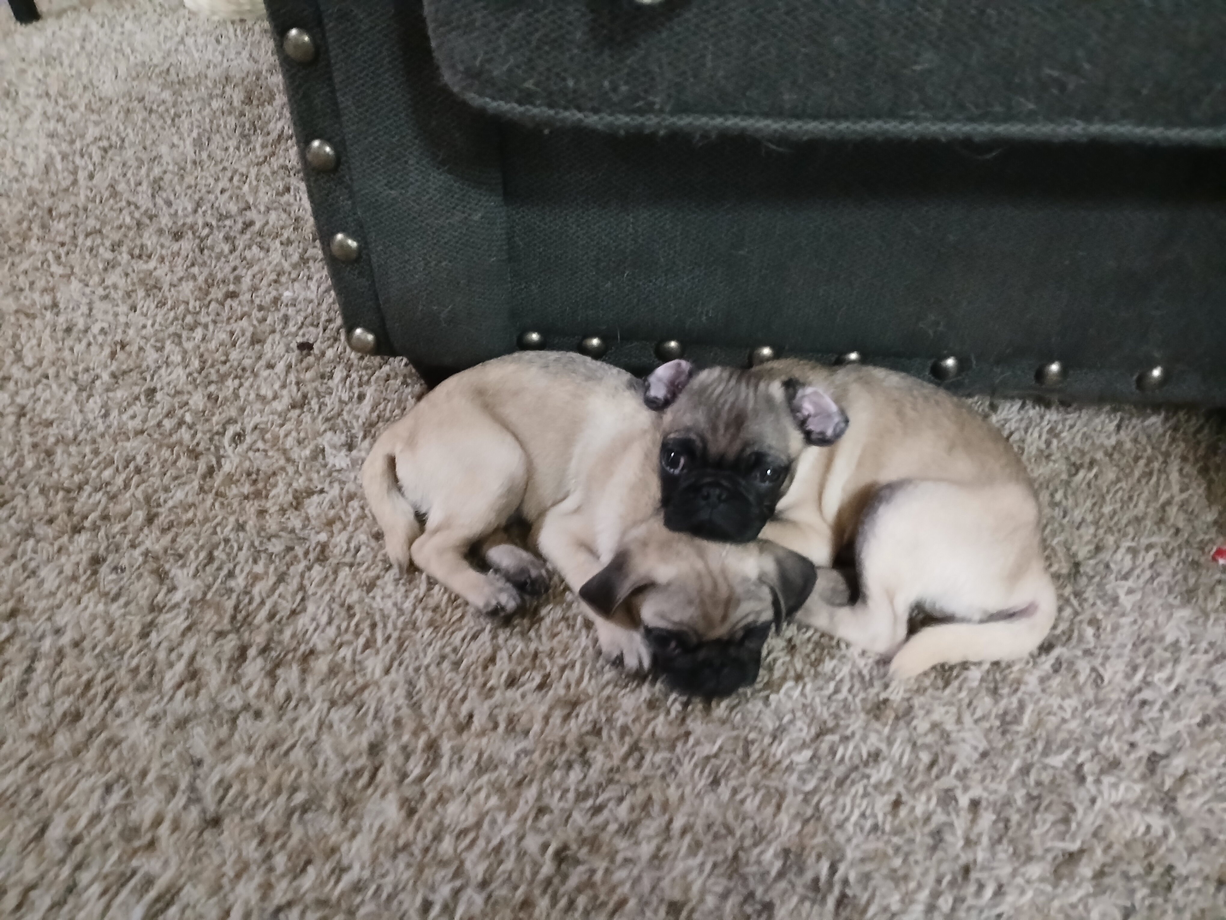 2 pug puppies!! image 1