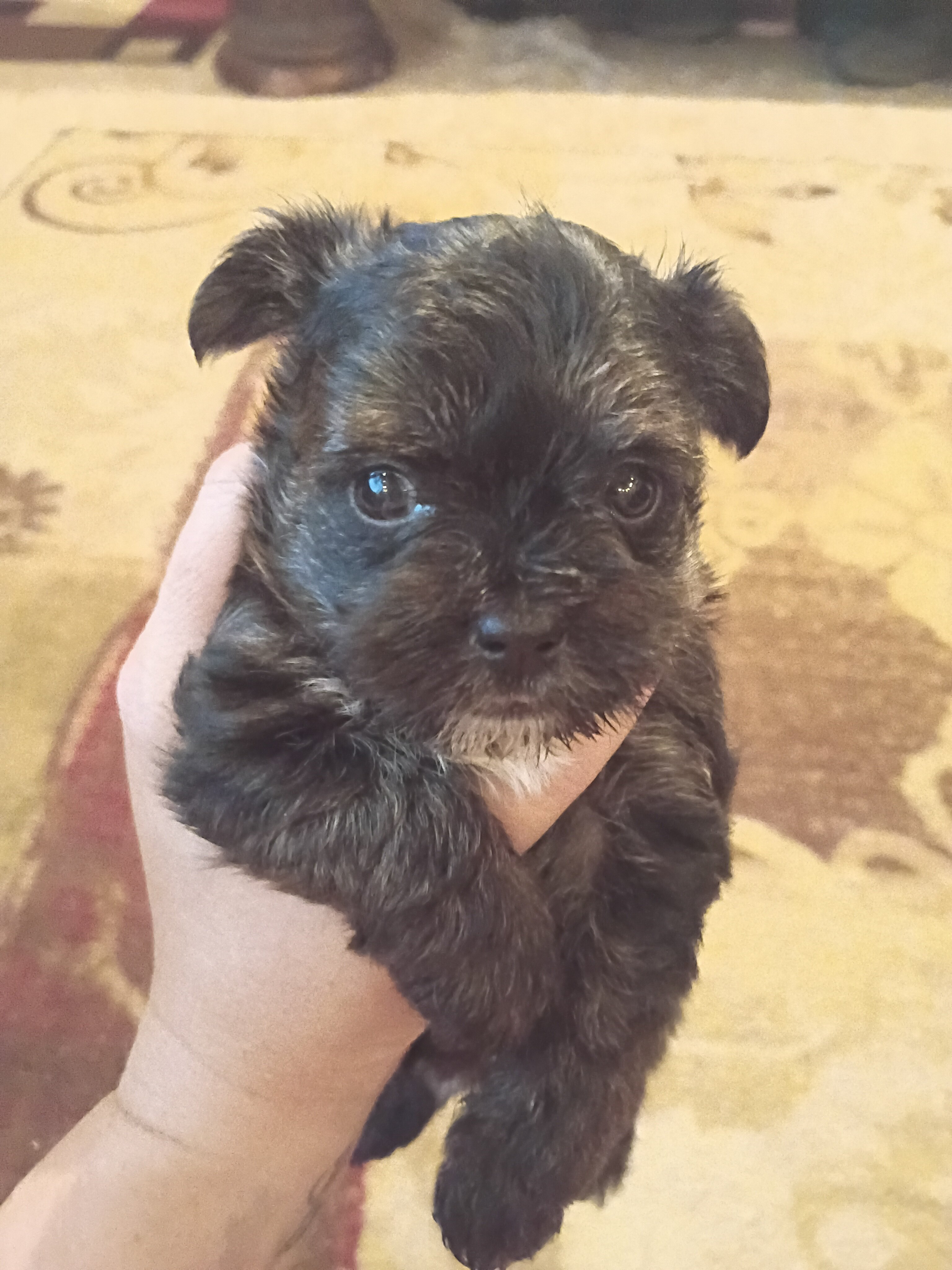 Morkie puppies image 2