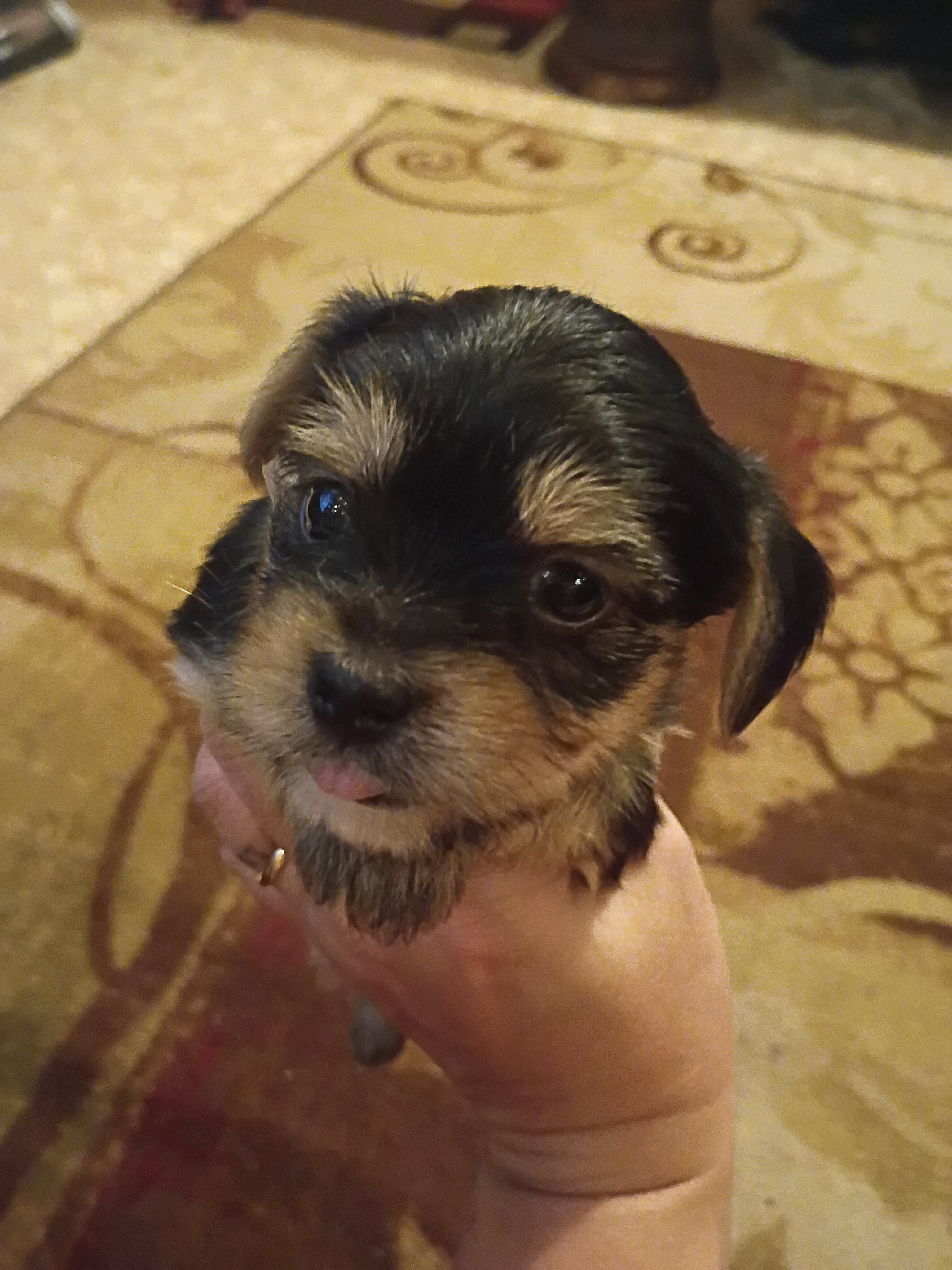 Morkie puppies image 1