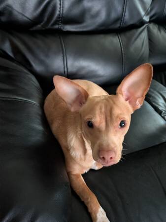 8 month old Chihuahua Mix image 1