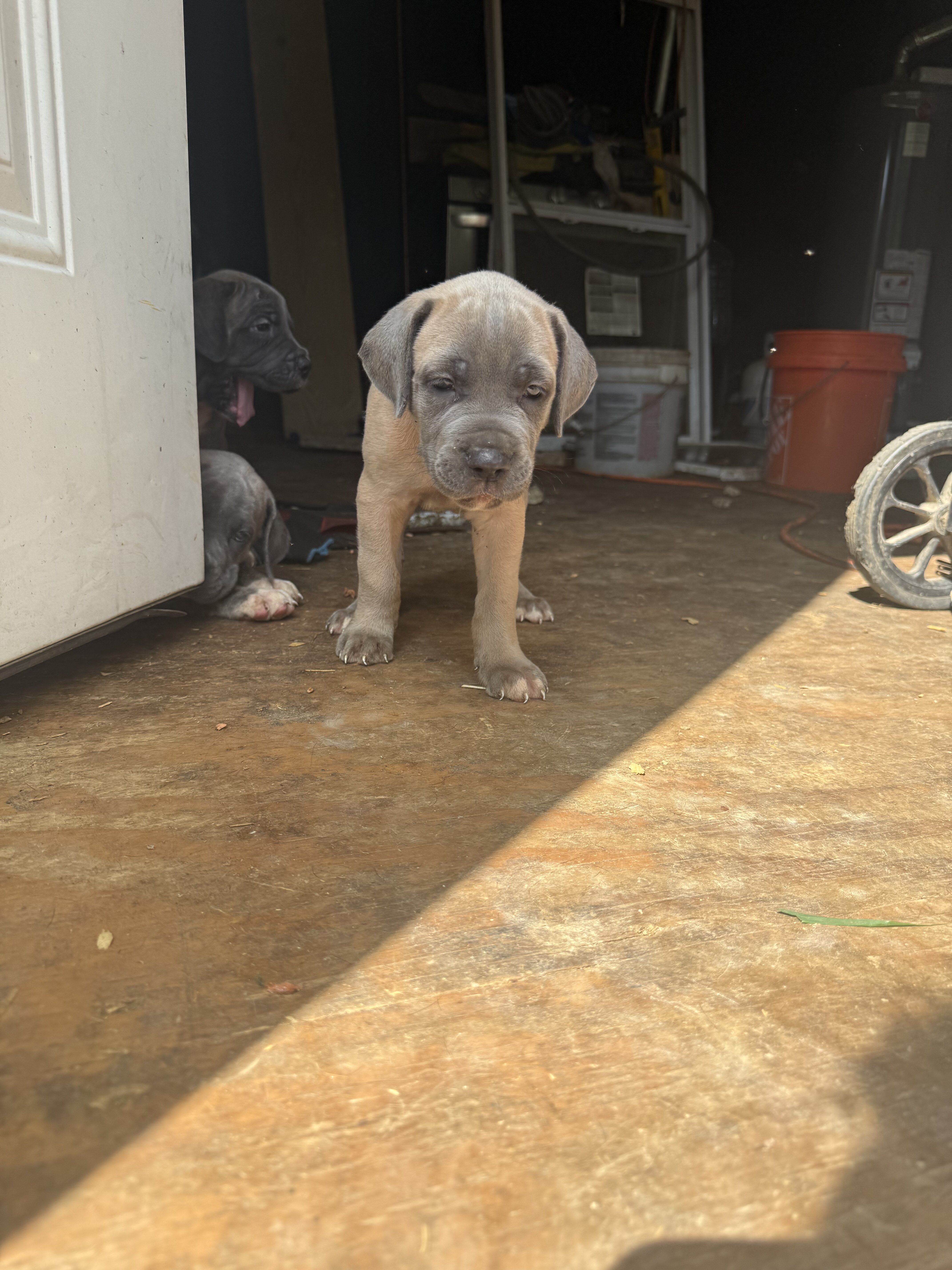 Cane Corso pups image 3