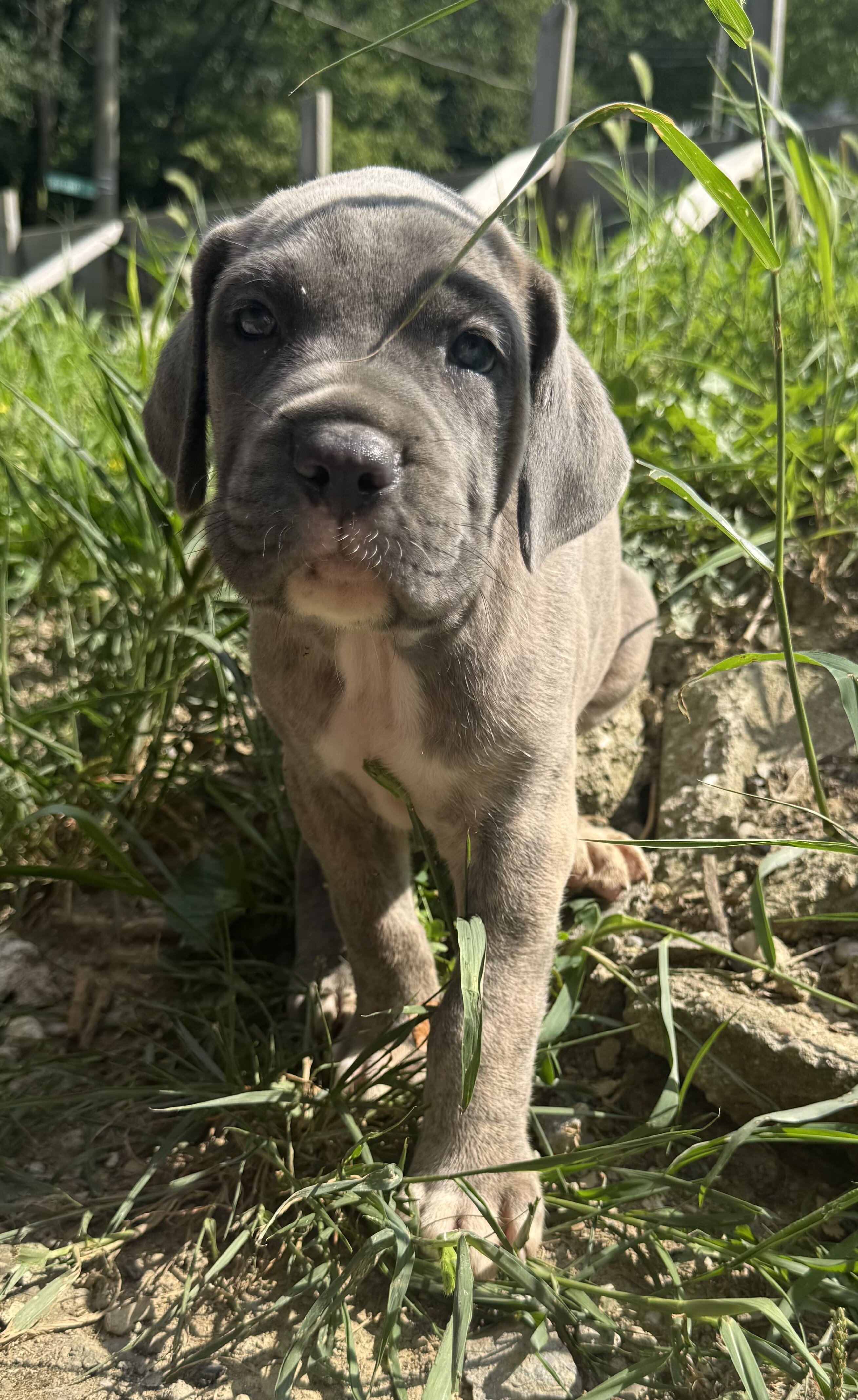 Cane Corso pups image 2