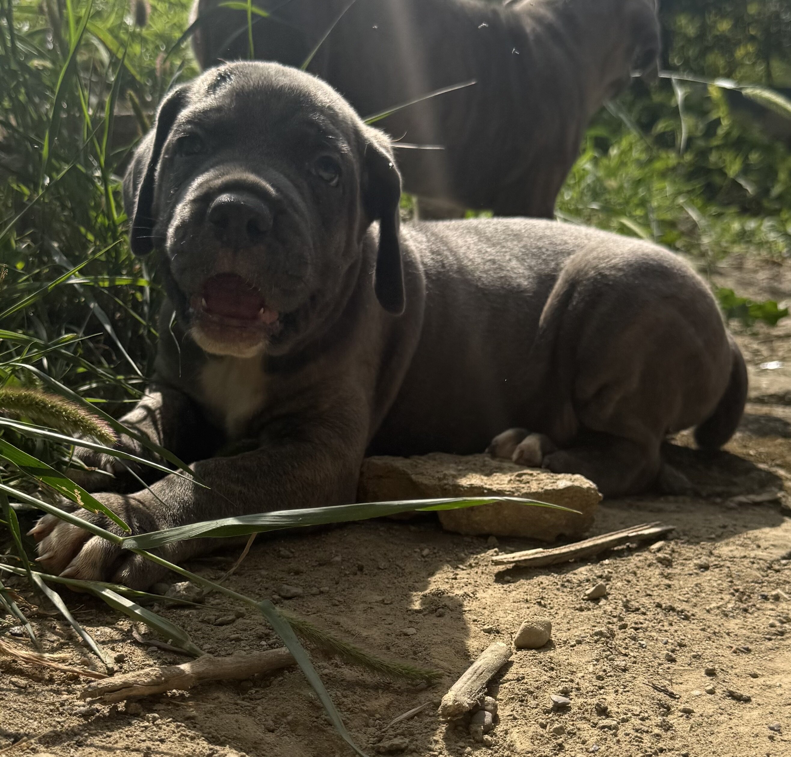 Cane Corso pups image 1