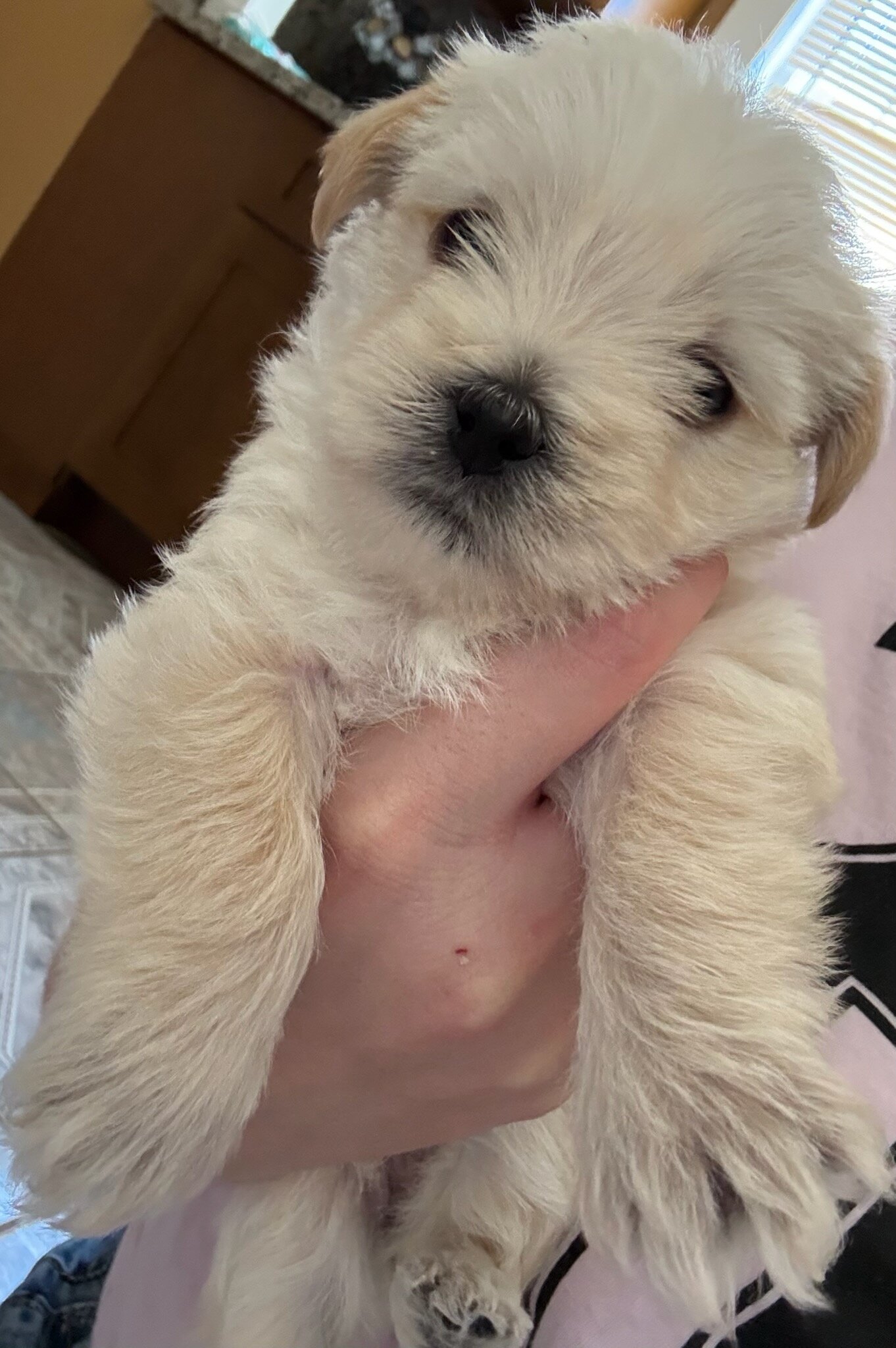 Female maltipoo puppy image 1